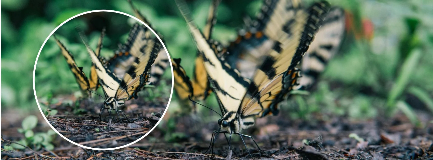  SORTIE « BIODIVERSITE (IN)VISIBLE »