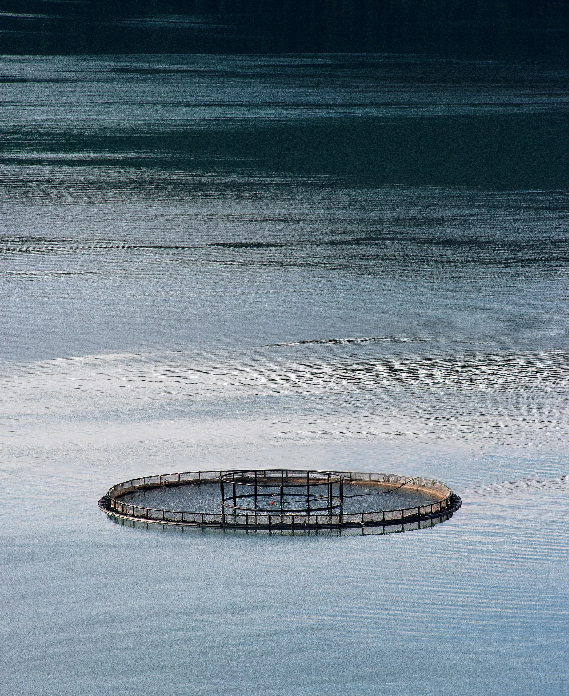 Salmon Ring Head on.jpg