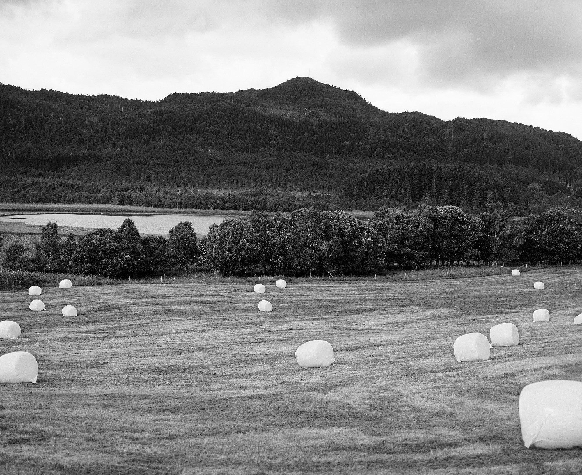 Blank Hay Bales LC.jpg