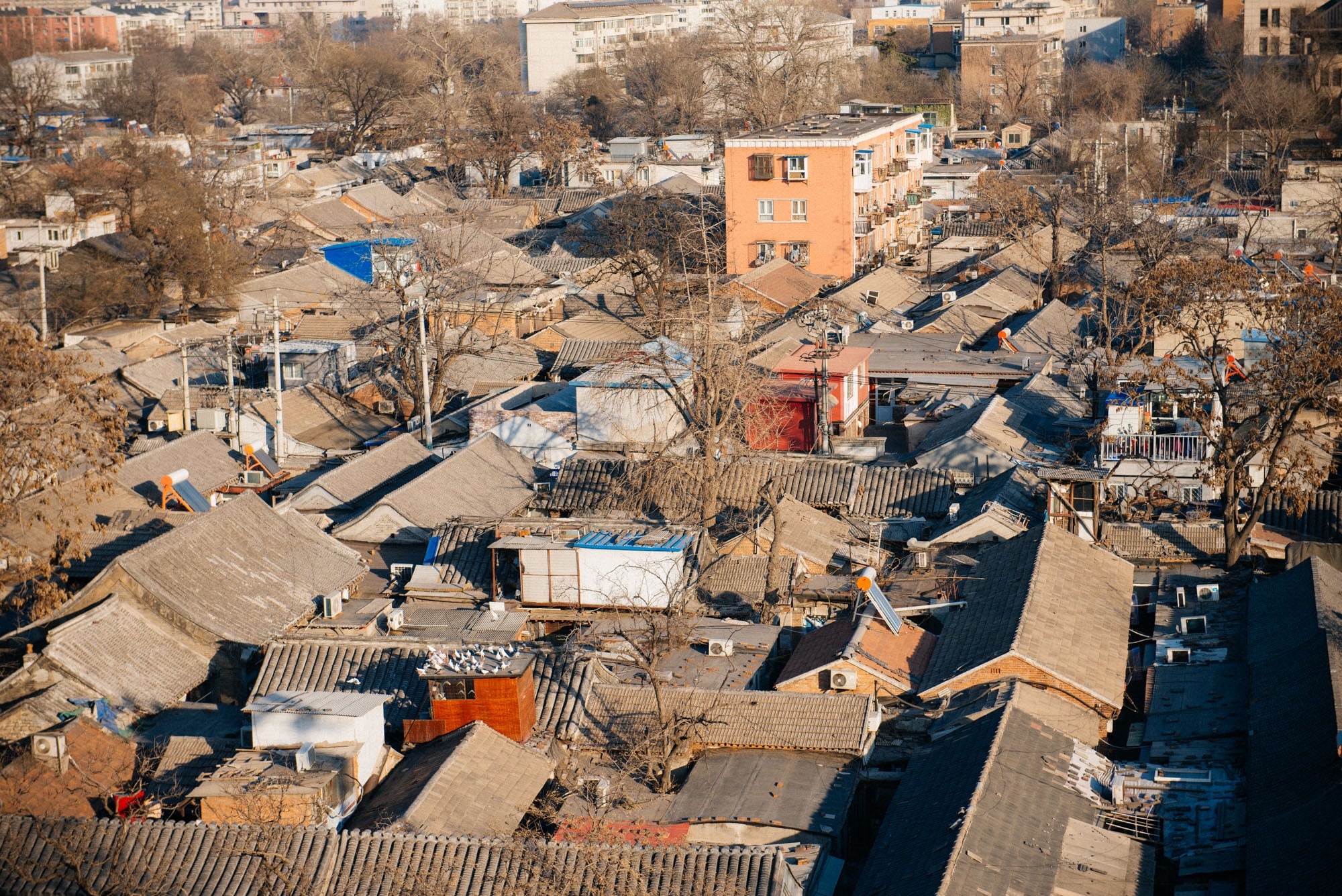 This is what the hutongs look from above. You can see a lot of modern influence. On the bottom left you can see a flock of pigeons on top of a pigeon cage. It's not uncommon for older residents of the hutongs to raise pigeons.