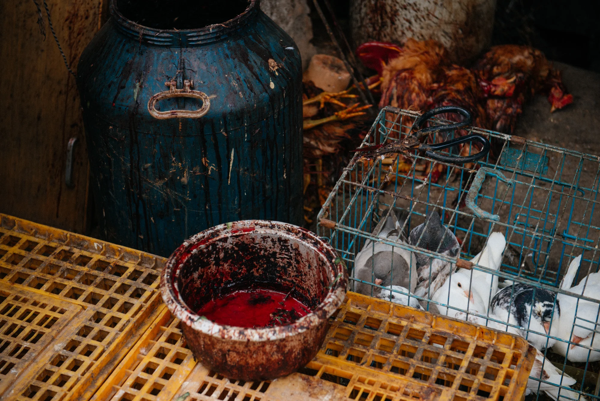 A bucket used to drain the blood of birds sits on a crate beside several dead chicken and a cage of doves. A few ducks, that have their legs tied, wait still on the ground, as if they thought that if they were quiet the woman wouldn't notice them.