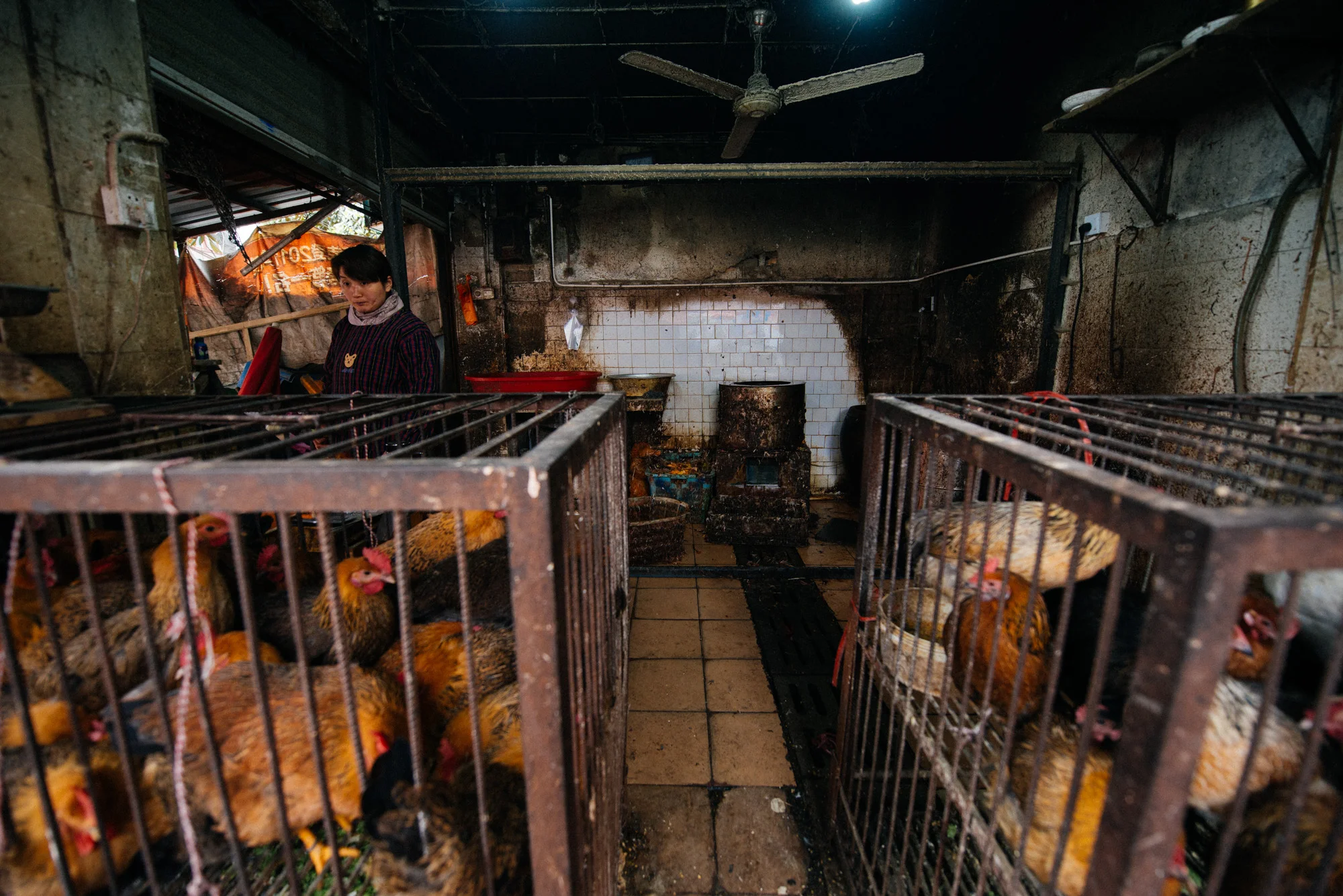 Around another corner is one more chicken saleswoman. In the back are the tanks full of boiling water to dip the animals to facilitate feather plucking.