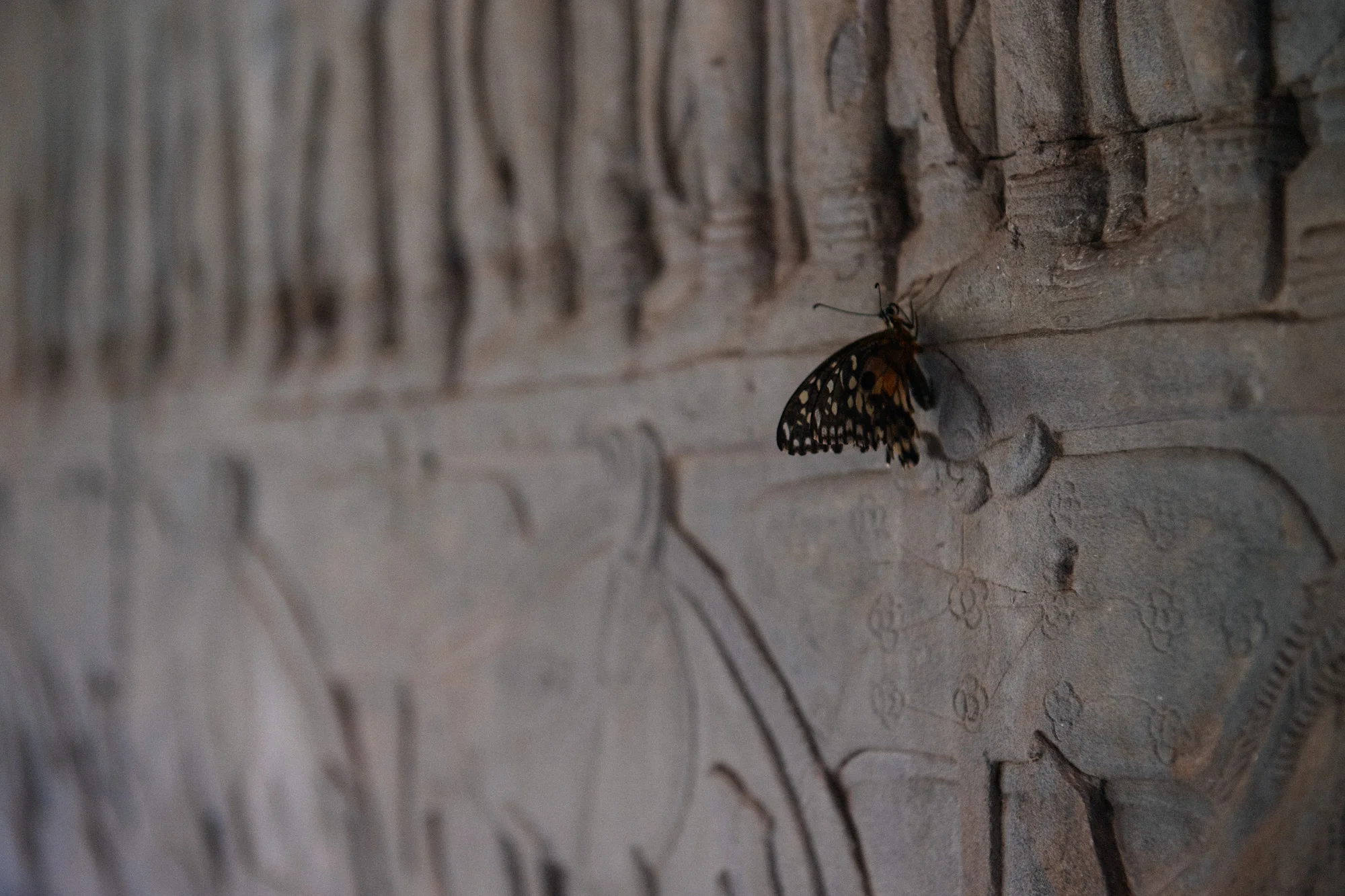 A butterfly rests on the centuries old engraving on the north side of the Angkor Wat. 