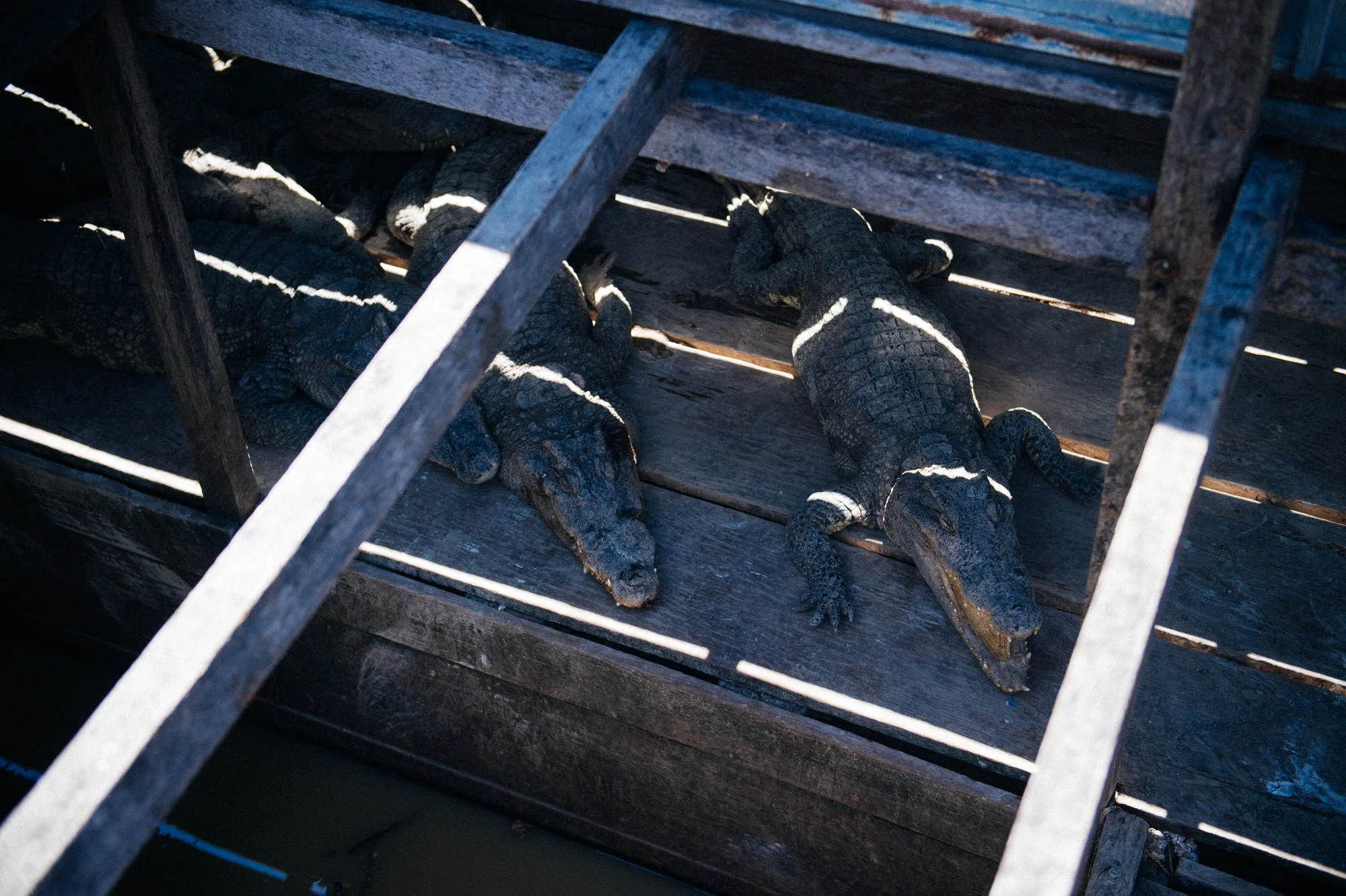 As part of the tour we were taken to a crocodile farm. These are the nearly extinct Siamese crocodiles. They were under a floating bar and gift store.