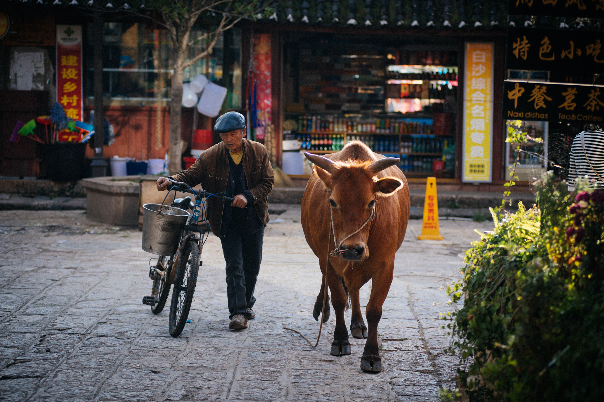 Man accompanies his cow down the road across town as he probably does every day. At the end of the day I saw the two heading back in the opposite direction.