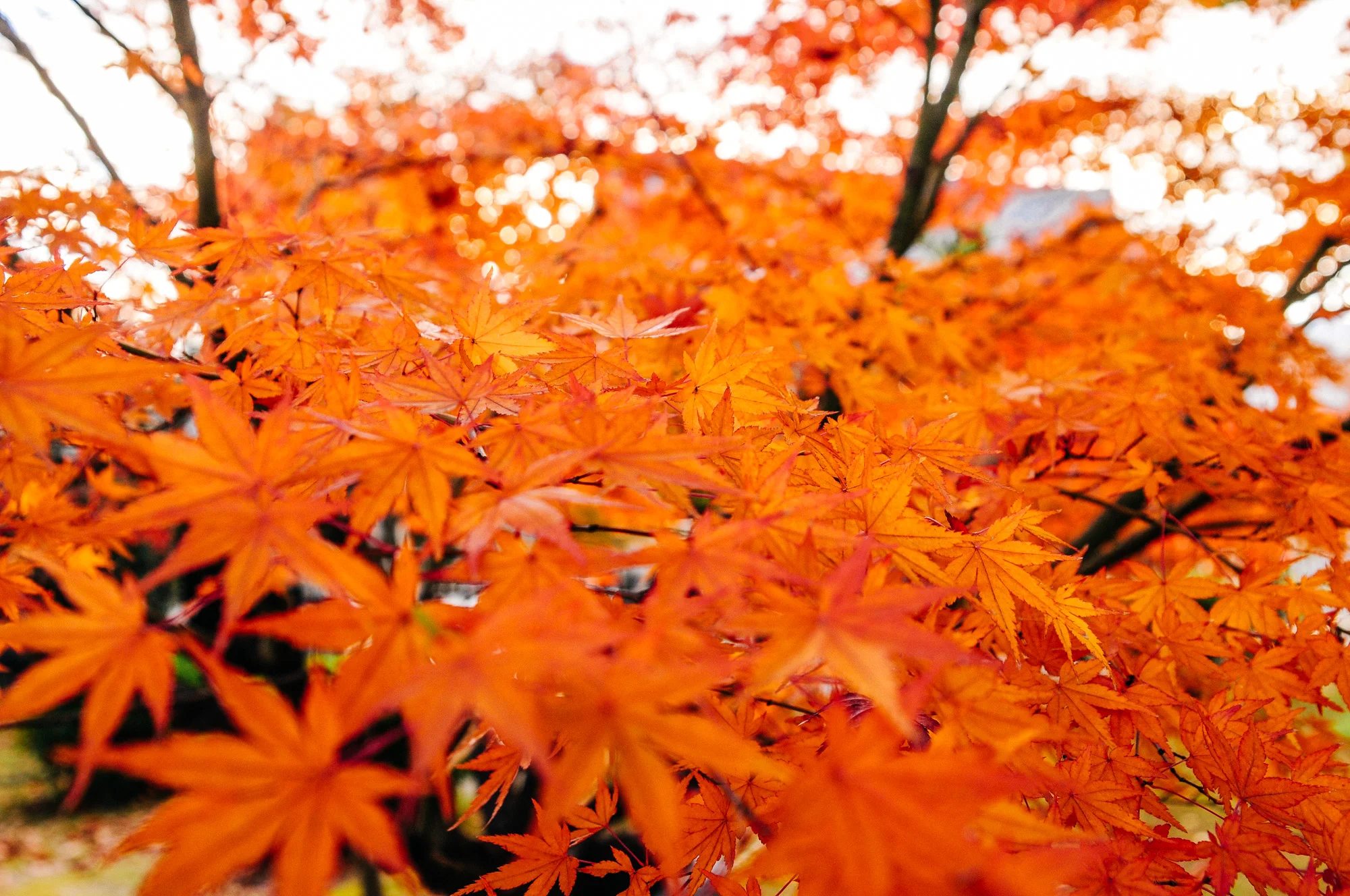 Autumn is just beautiful in Japan. Everything was orange.