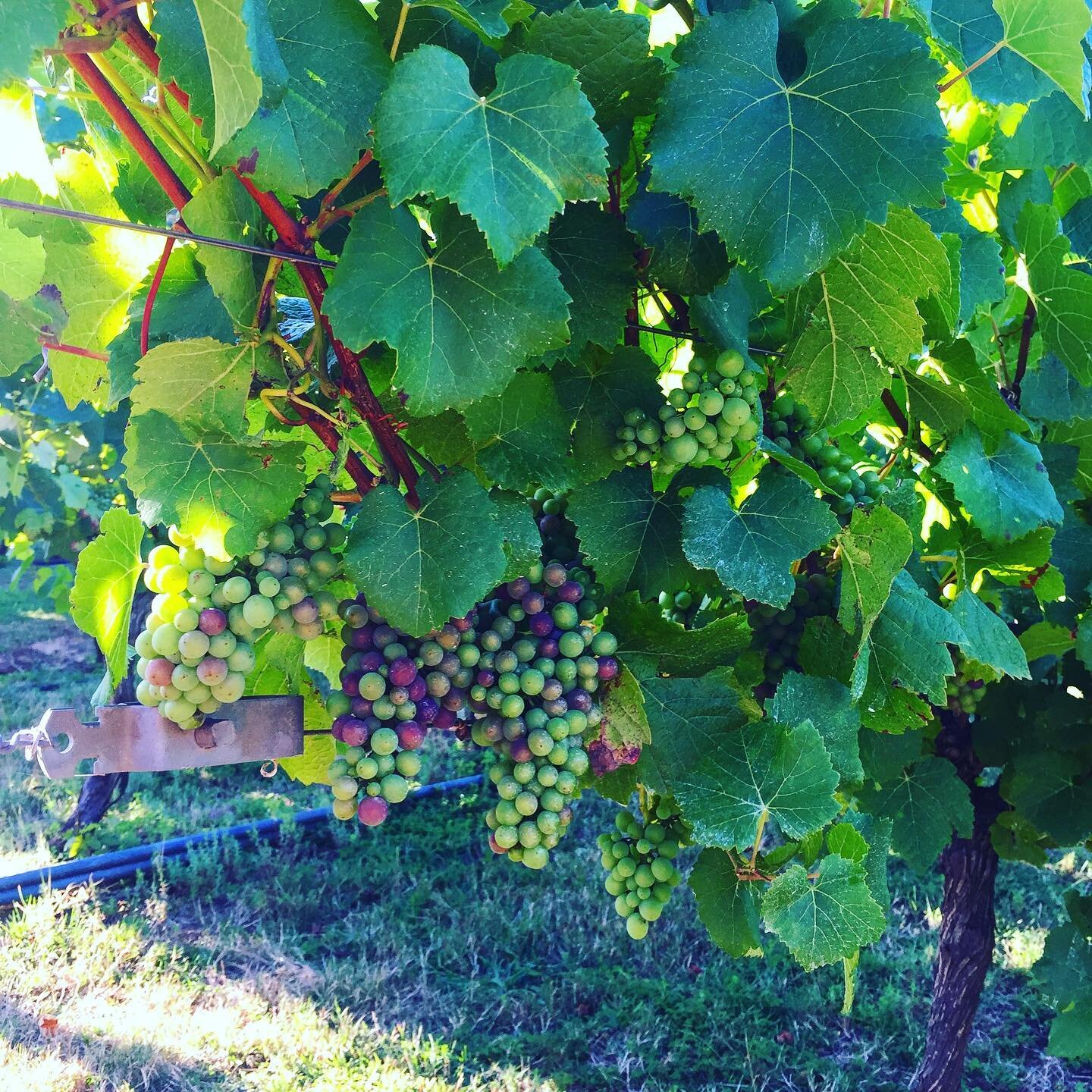 Soo niice to finally see them blushing ☺️ on the way to vintage V21!!! #sexygrapes #wegettingthere #cantwaittodrinkthem