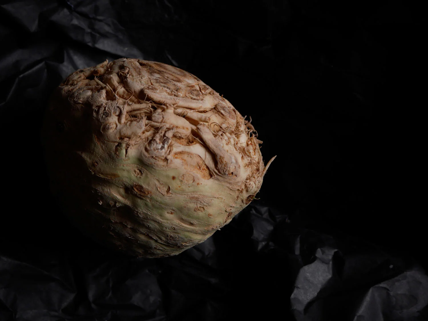 Céleri Rave, Celery Root, Celeriac