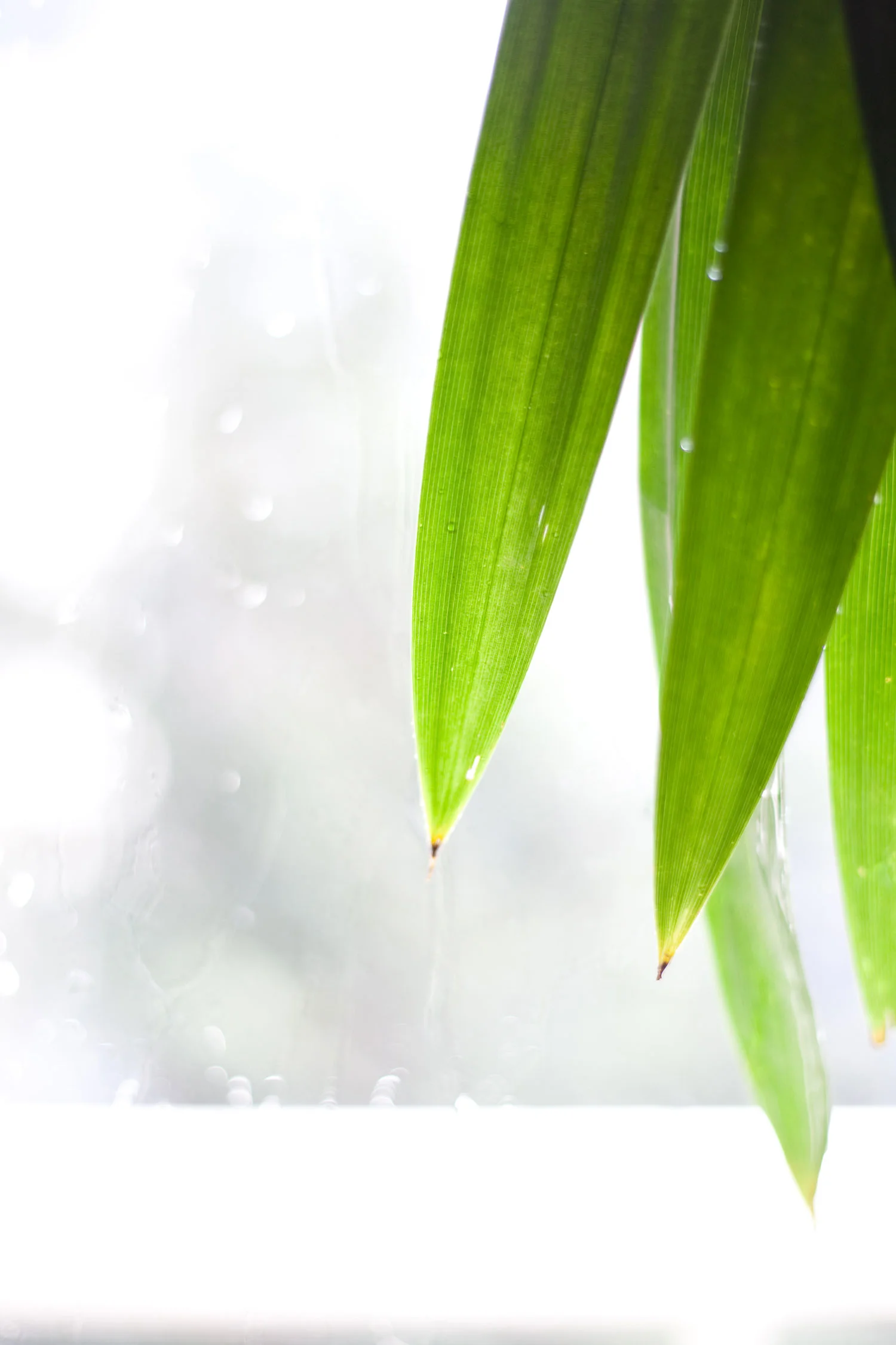 PandanExtract-2.jpg