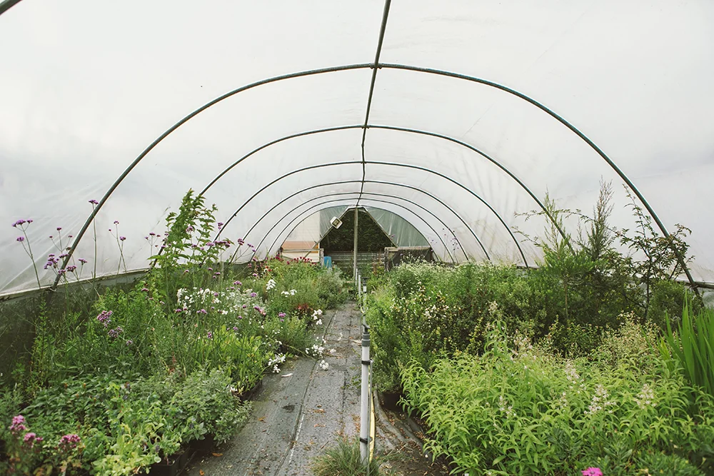 Vervain_General-20 copy.jpg