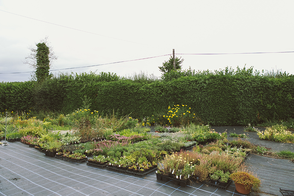 Vervain_General-25 copy.jpg