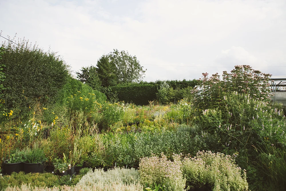 Vervain_General-38 copy.jpg