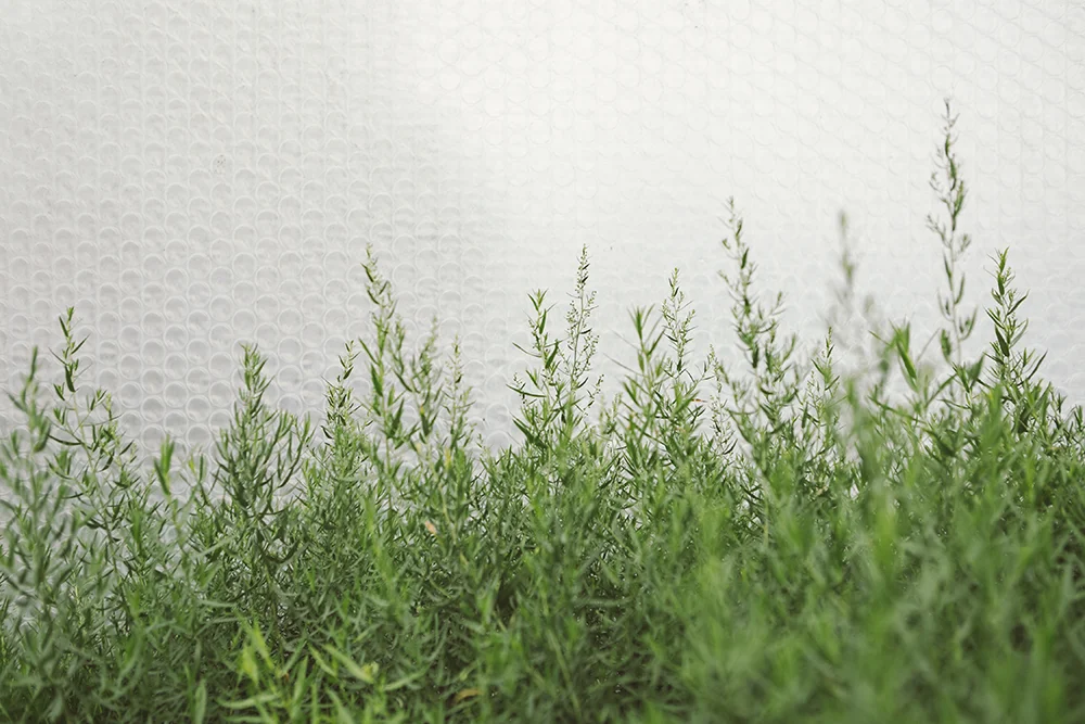 Vervain_General-47 copy.jpg