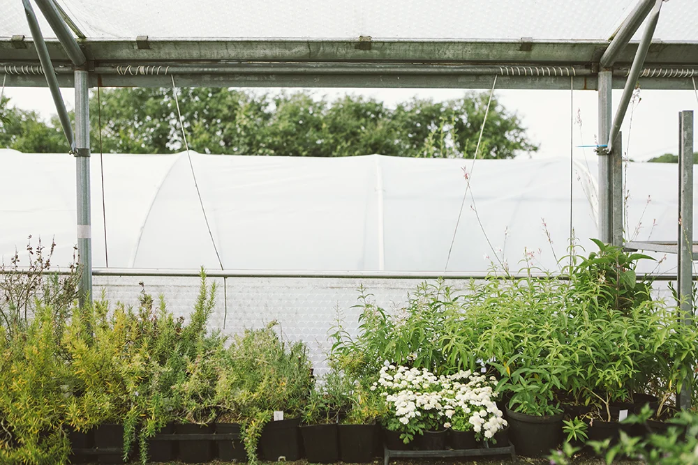 Vervain_General-48 copy.jpg