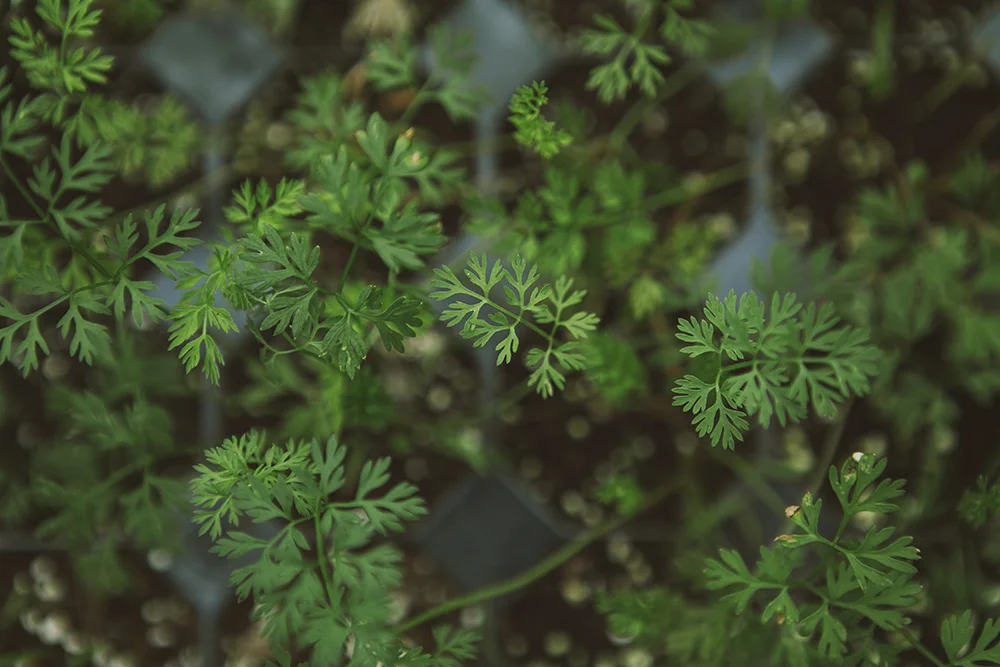 Vervain_General-59 copy.jpg