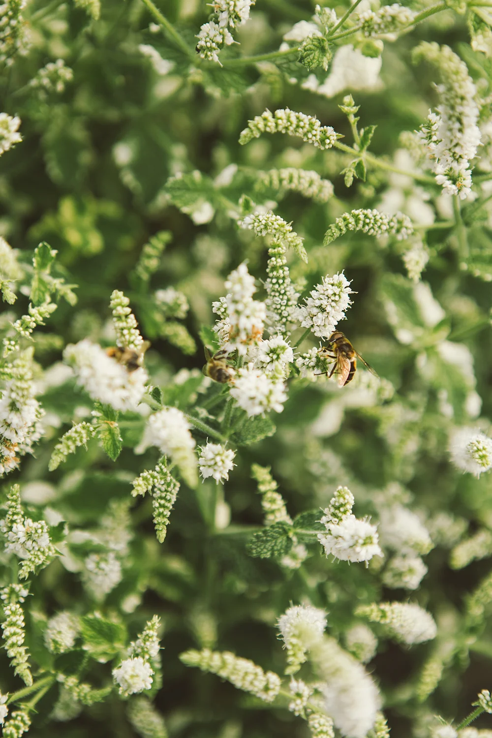 Vervain_General-37 copy.jpg