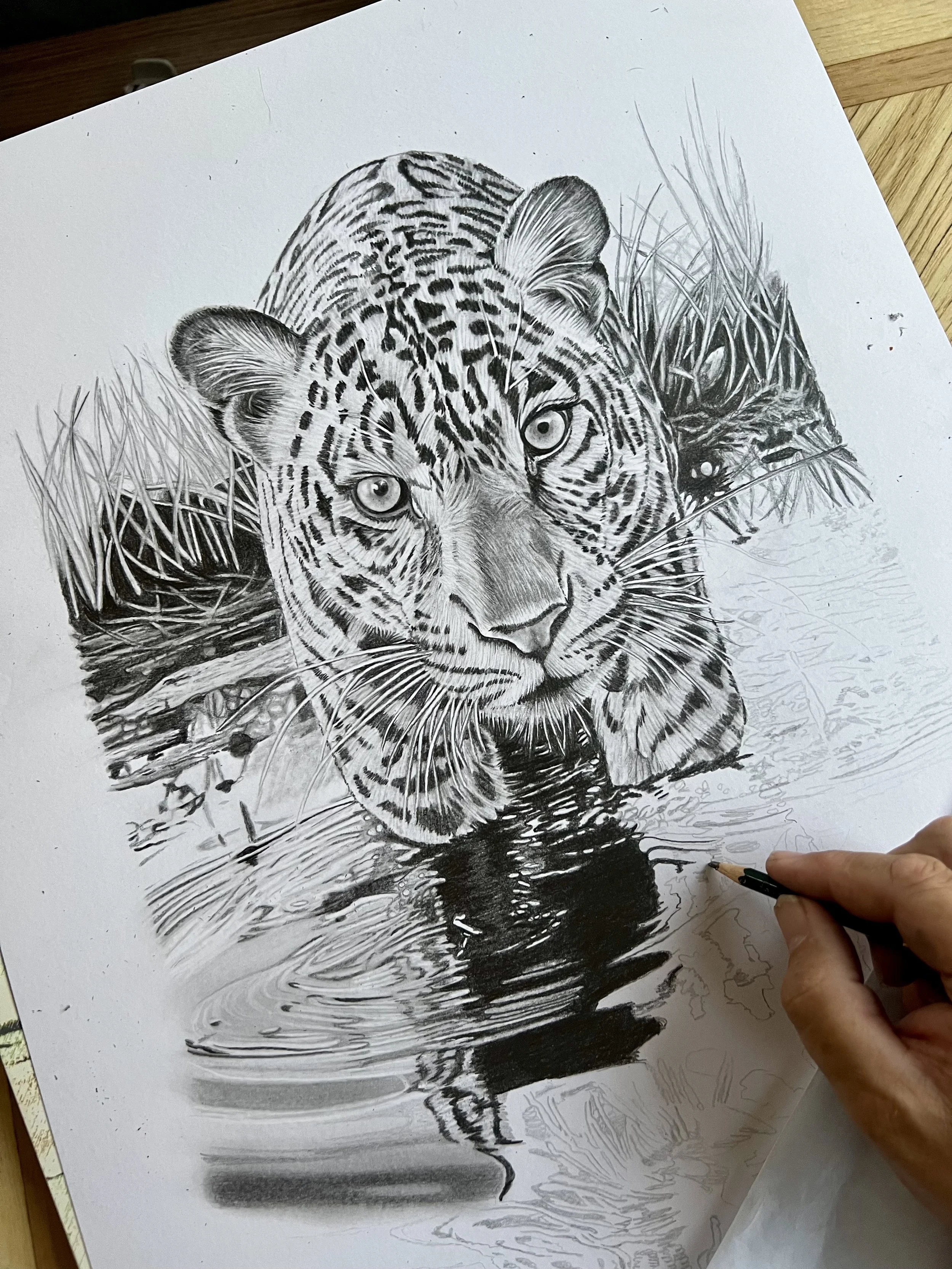 Jaguar in the water.jpg