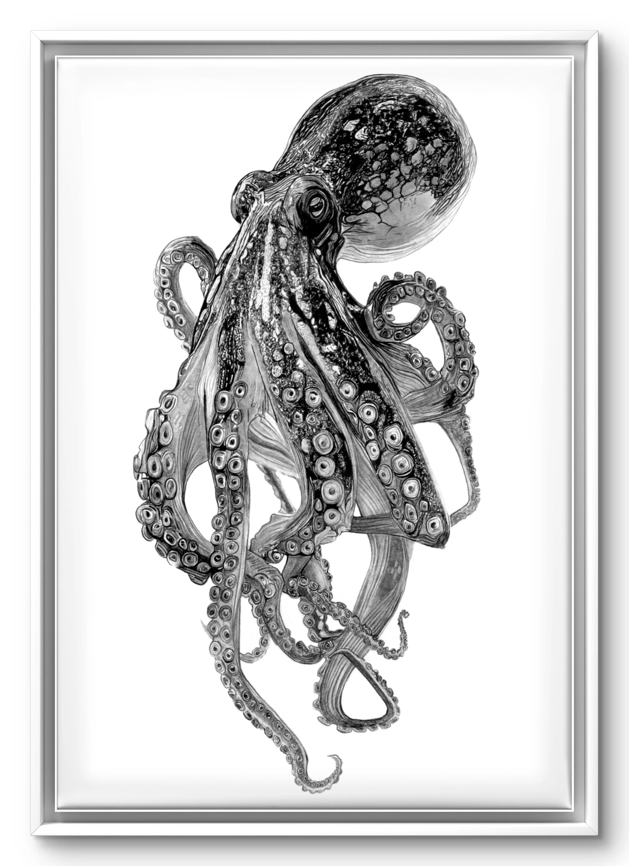 Octo white frame.jpeg