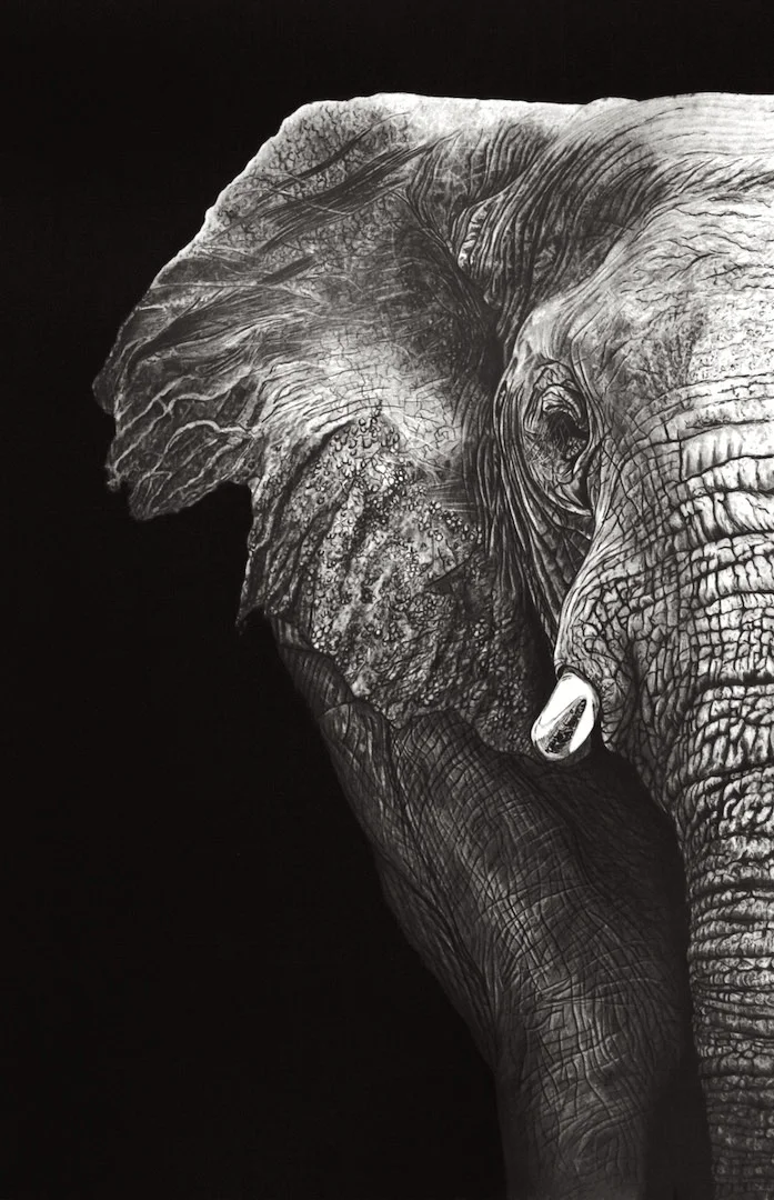 Elephant Small Copy.jpeg