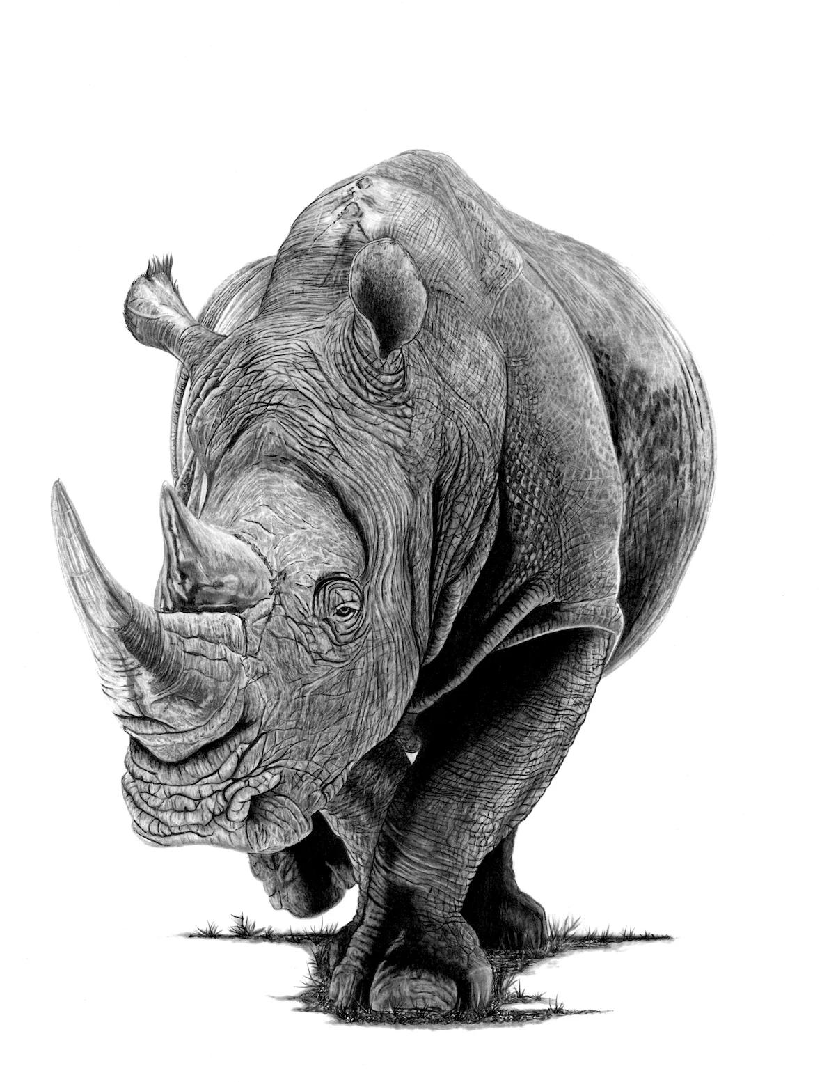 Rhino Small copy.jpeg