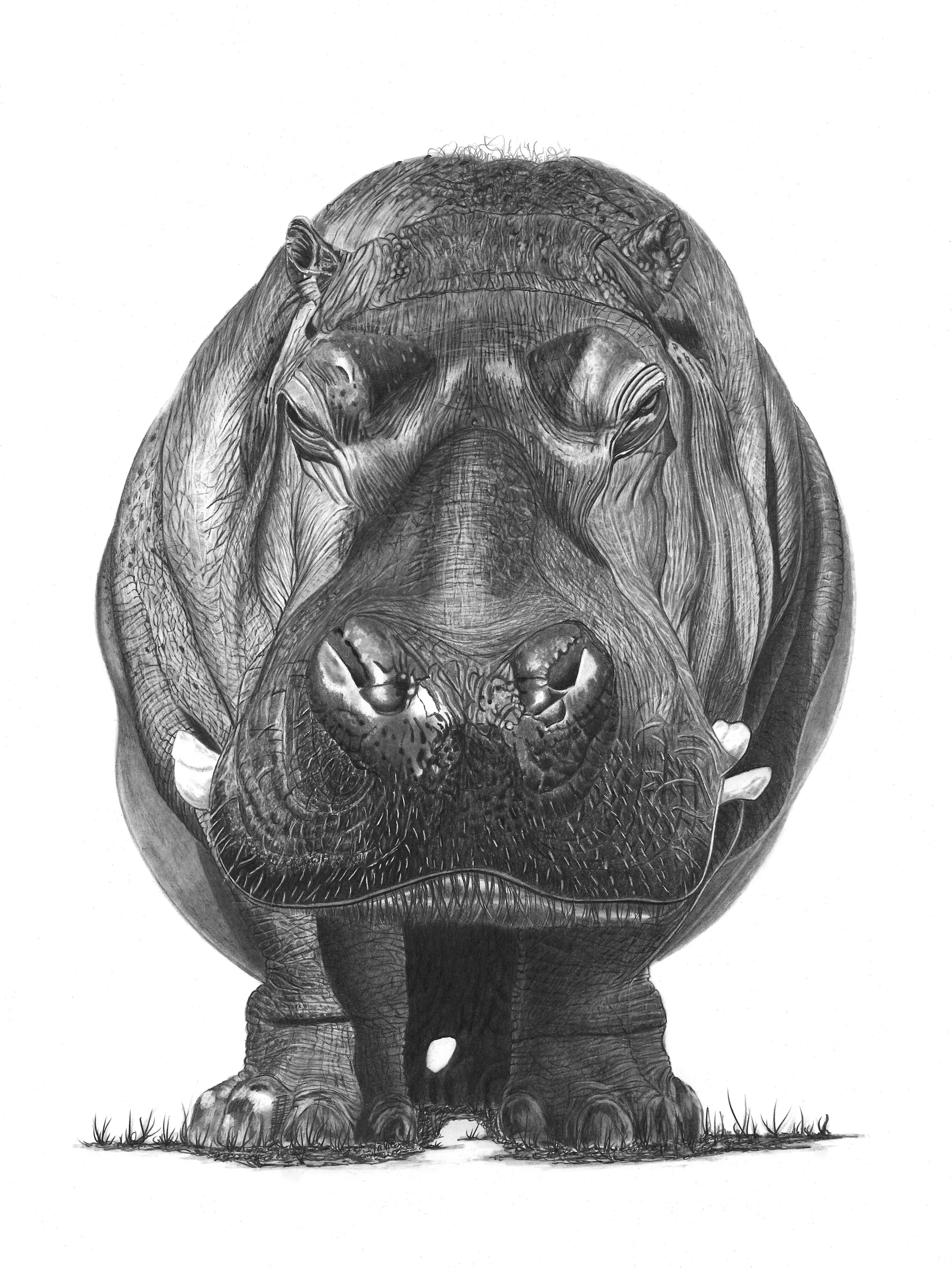 Hippo small copy.jpeg