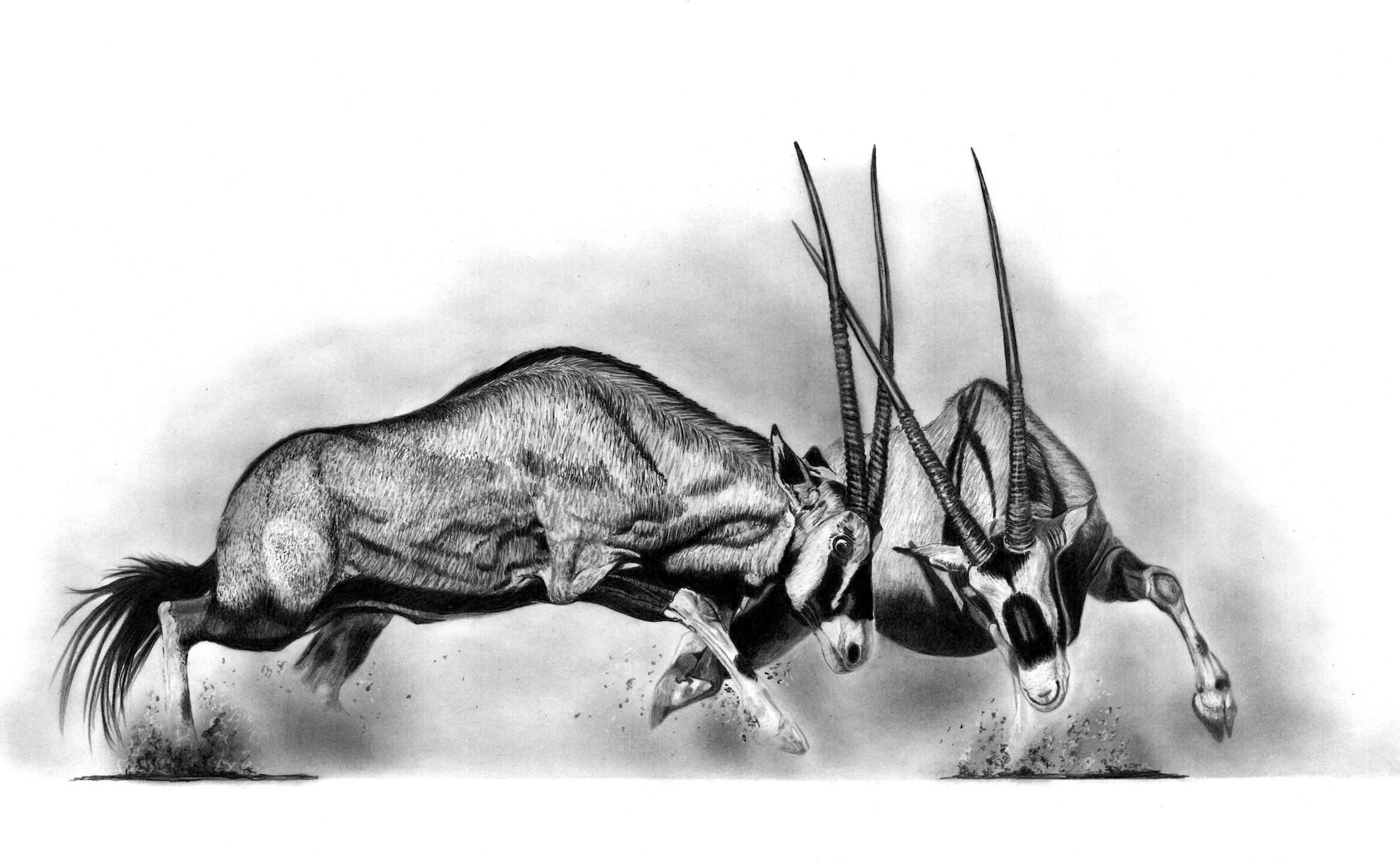 Gemsbok Fight 55cm x 35cm small copy.jpeg