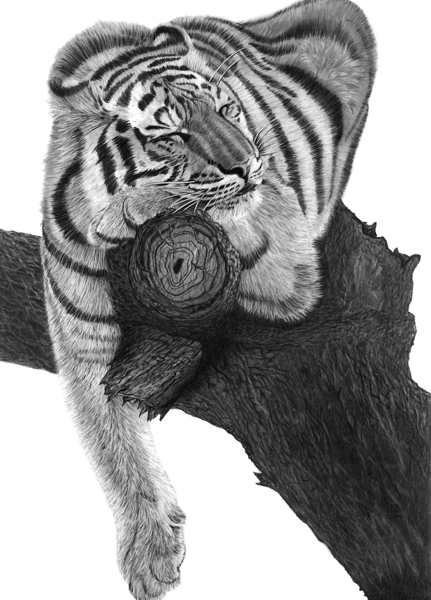 sleeping tiger 40cm x 60cm small copy.jpeg
