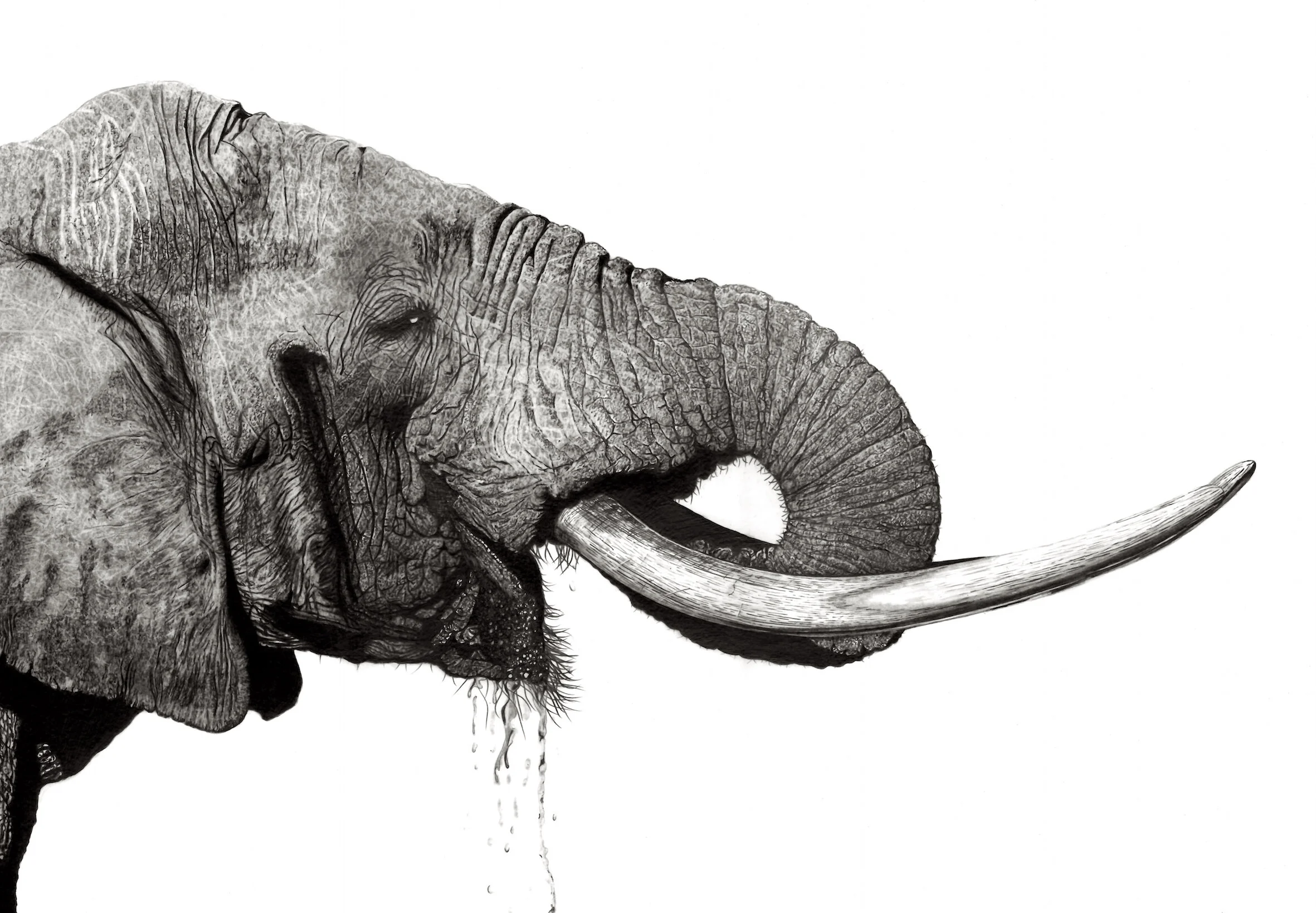 Big Elephant Profile small copy.jpeg