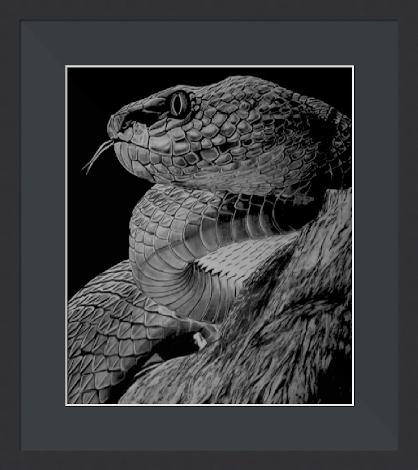 Snake Framed 2.jpeg