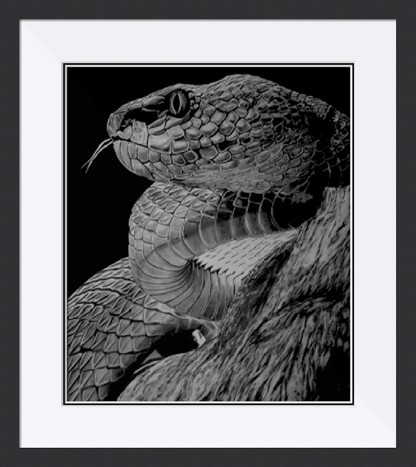 Snake Framed.jpeg
