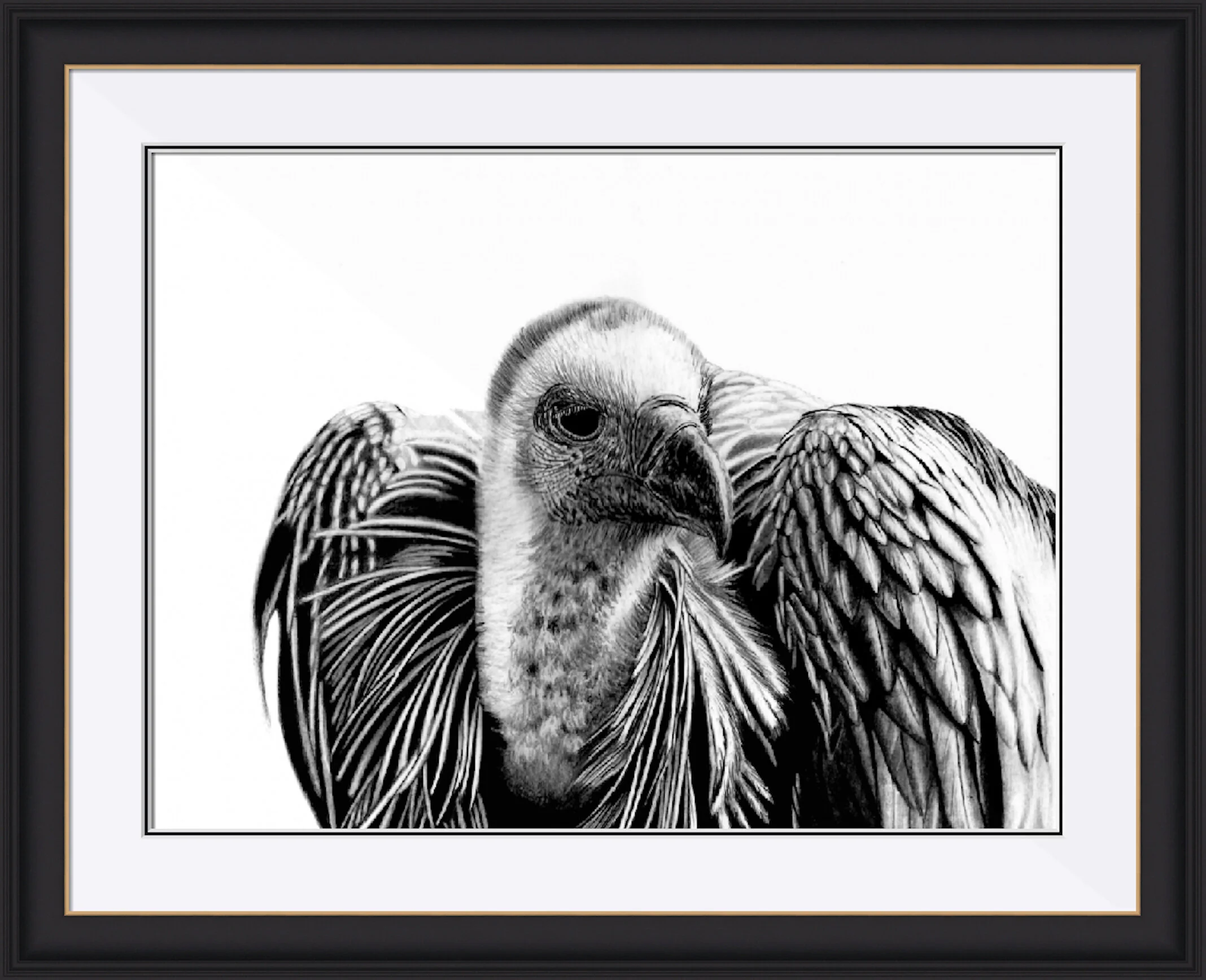Vulture Framed 2.jpeg