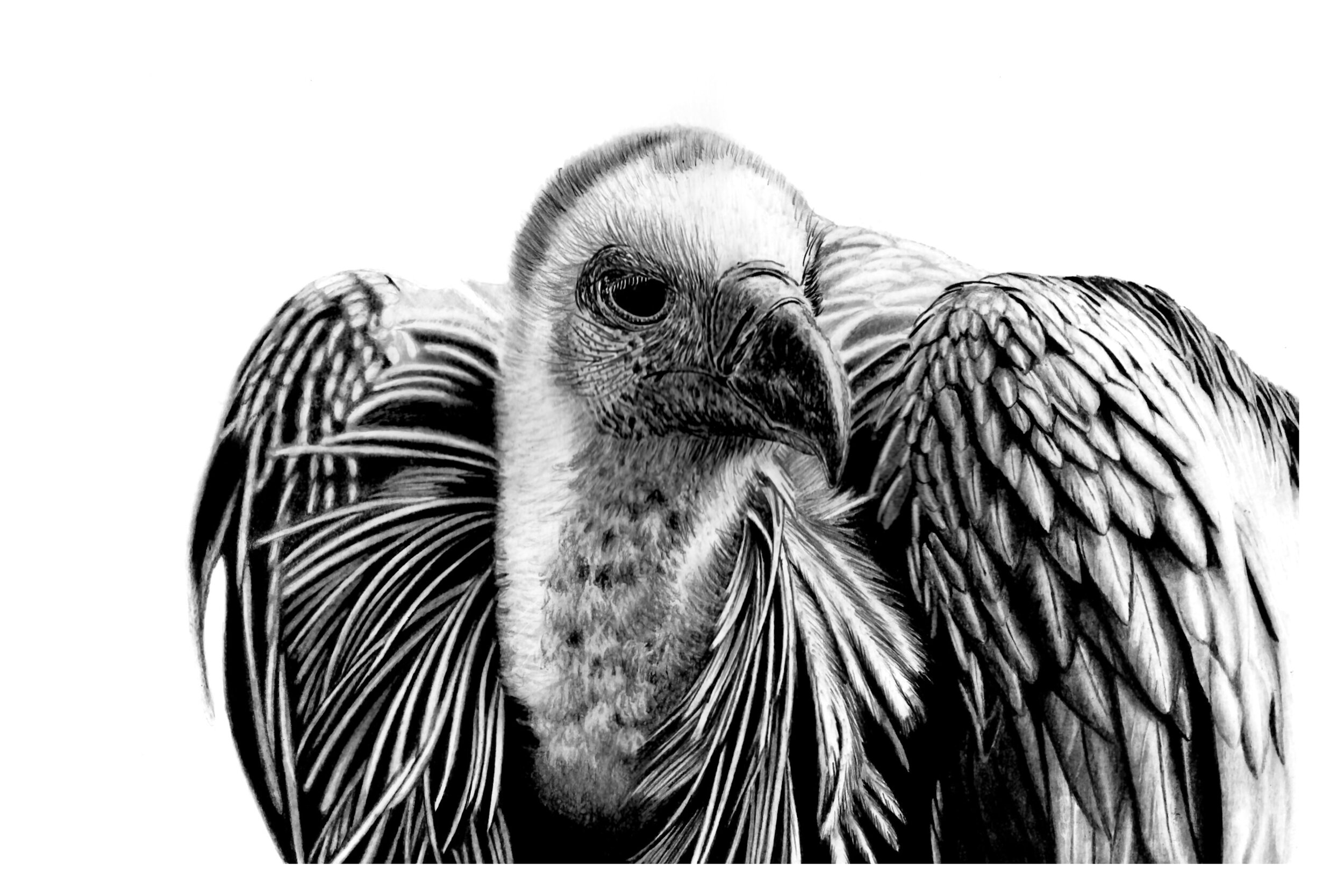 Vulture for Snapfish.jpg