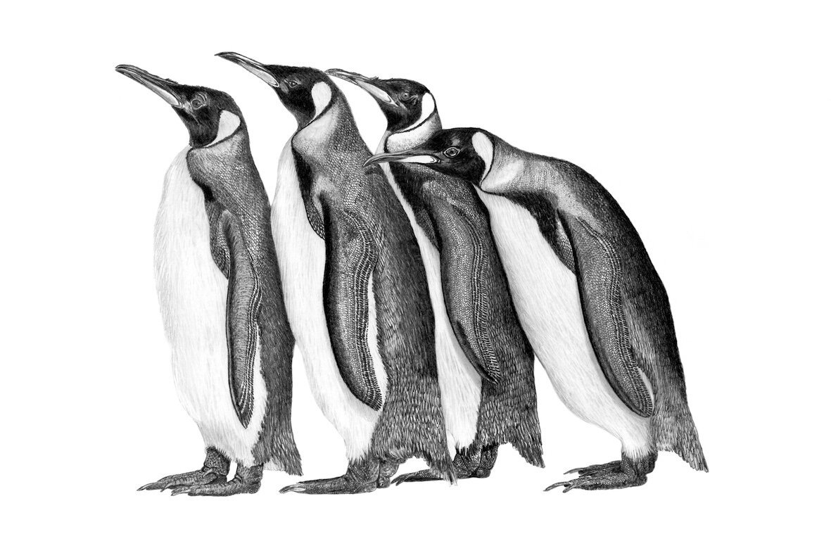 Penguins 58cm x 42cm small copy.jpeg