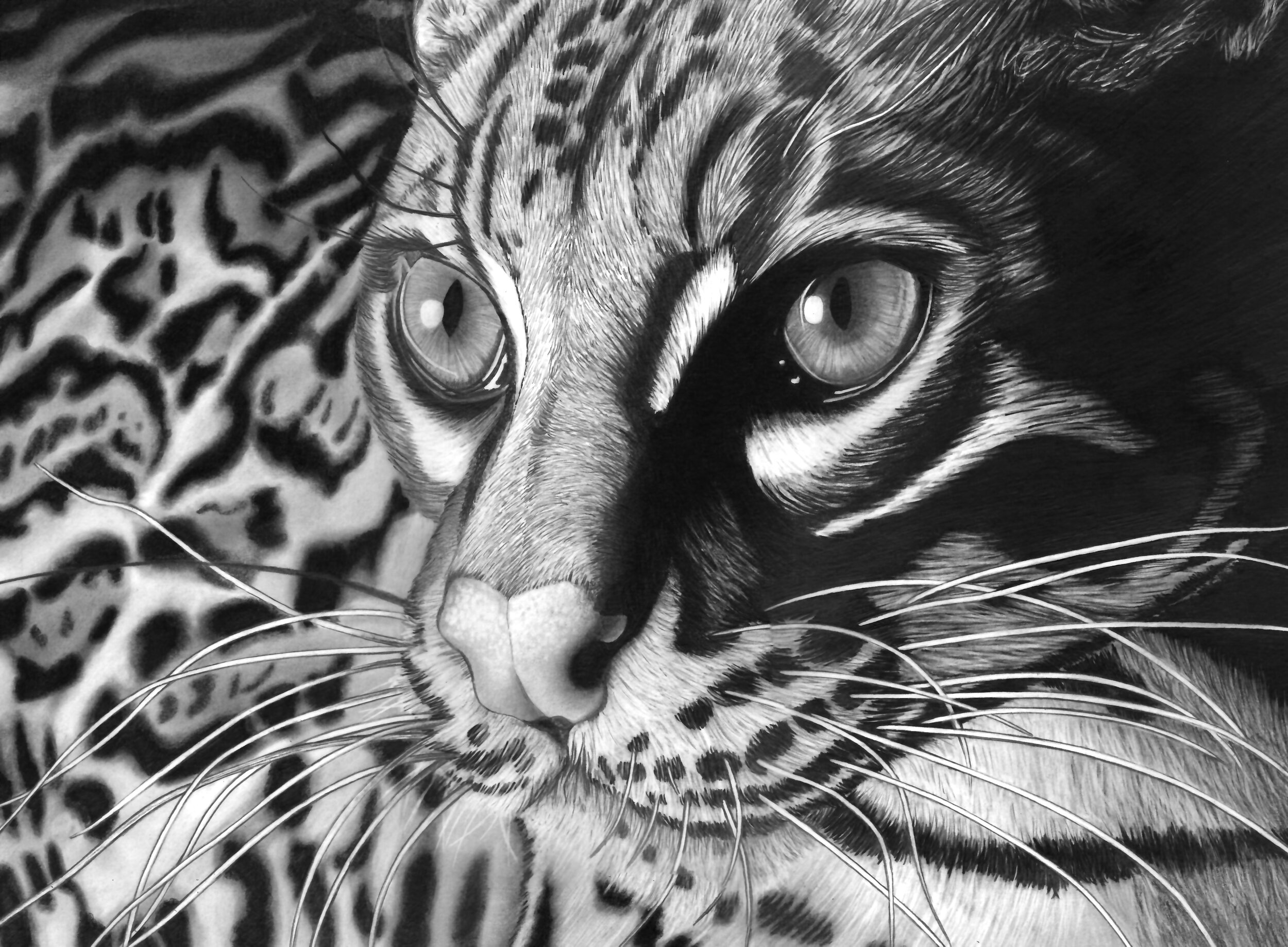 Ocelot Small copy.jpeg