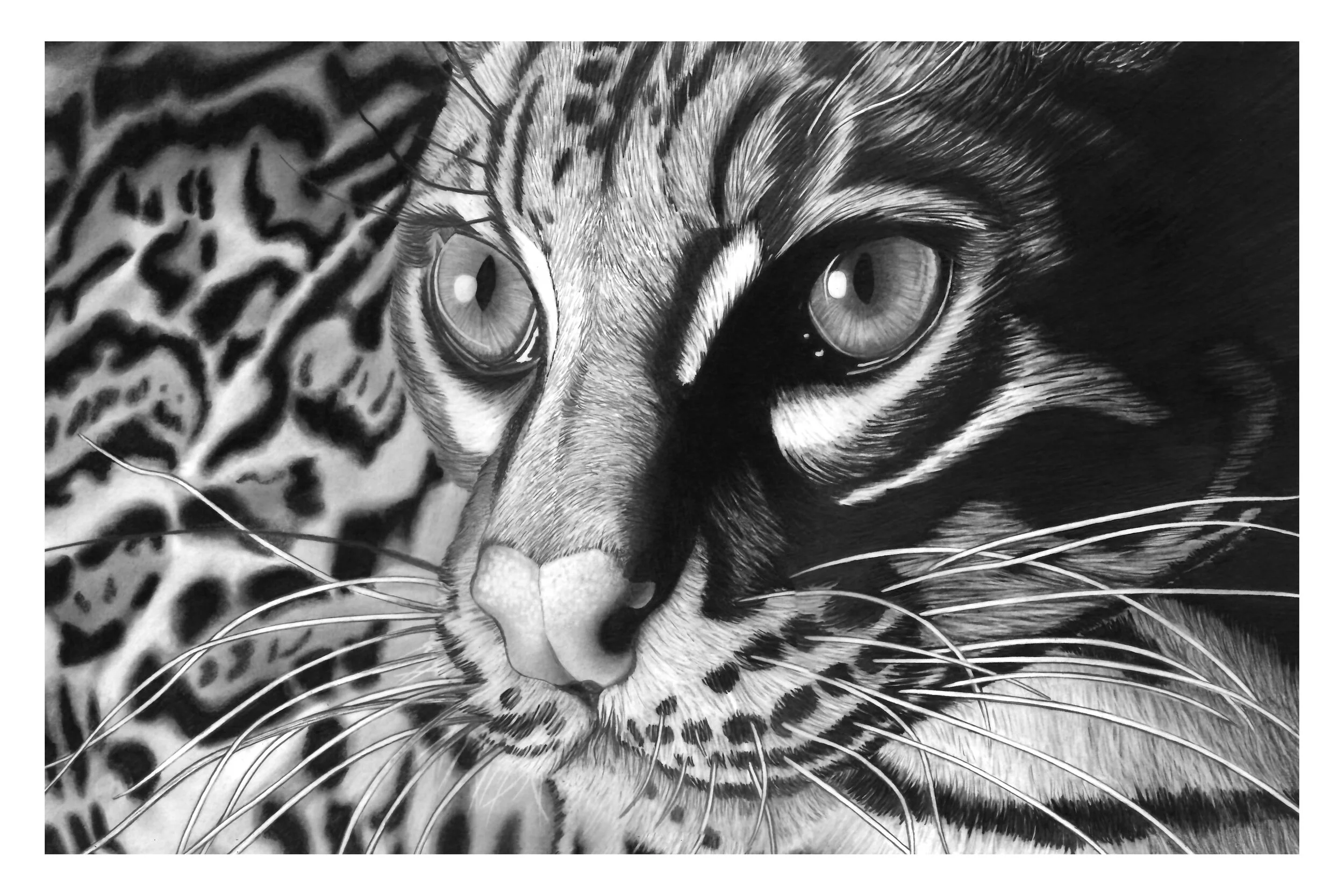 Ocelot Snapfish copy.jpeg