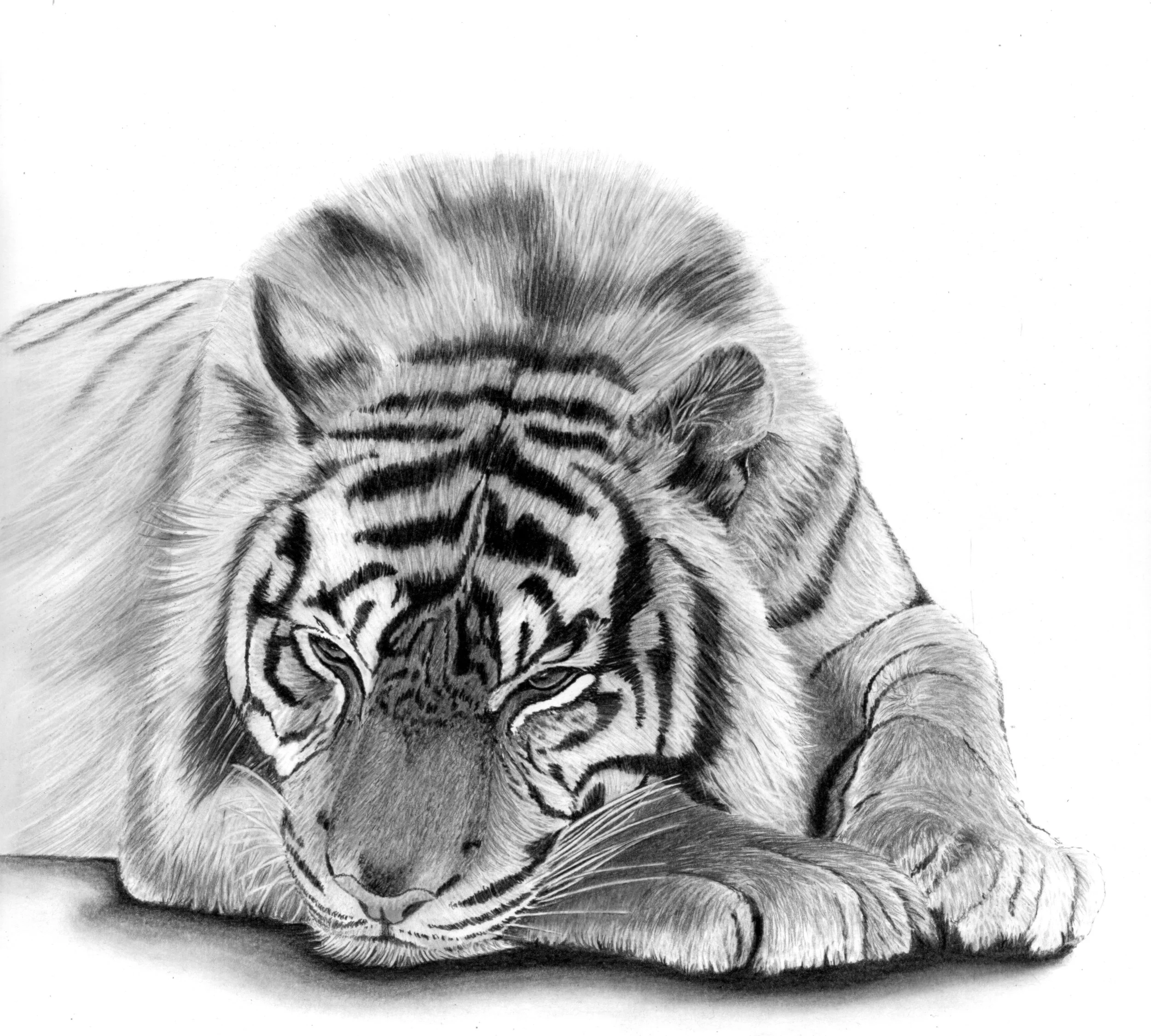 Melancholy Tiger 40cm x 36cm small copy.jpeg