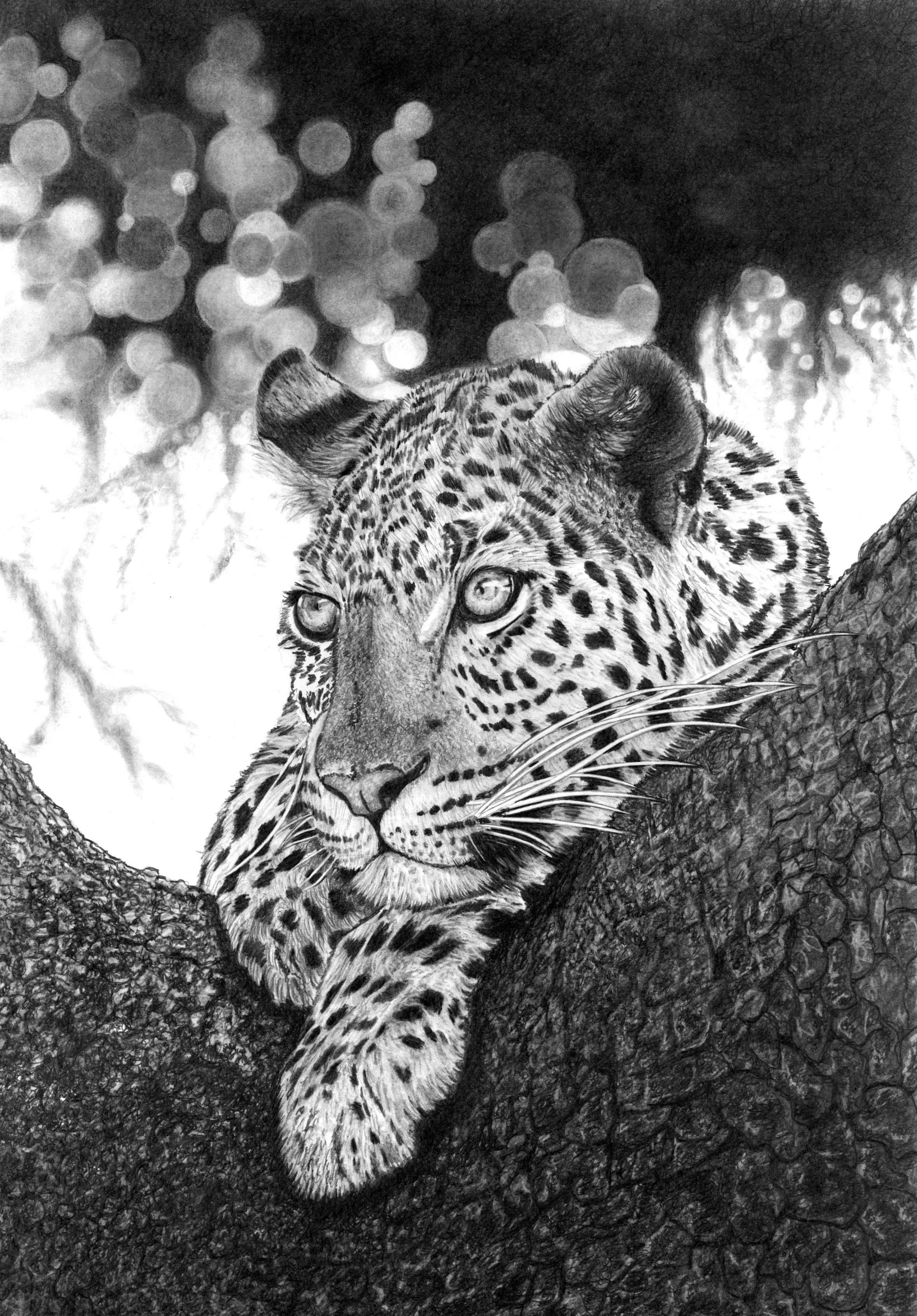 Leopard in a tree 2022 37cm x 53cm small copy.jpeg