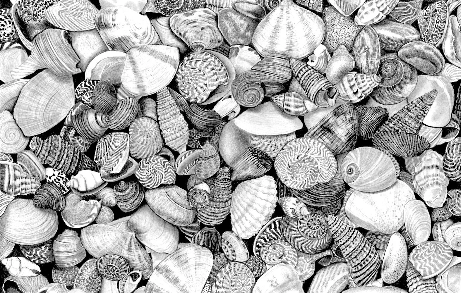 Shells 2022 small copy.jpeg
