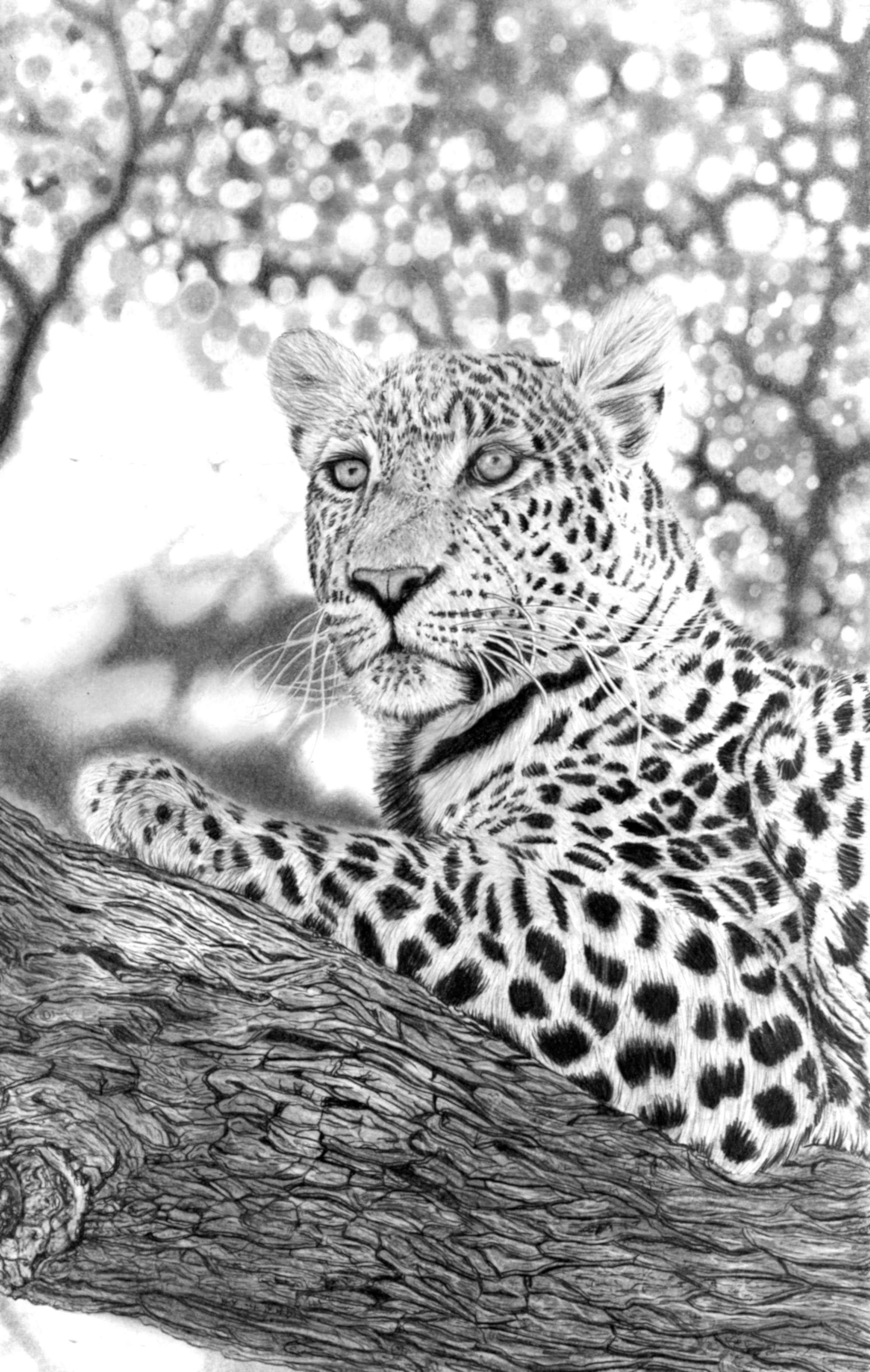 Tree Leopard small copy.jpeg