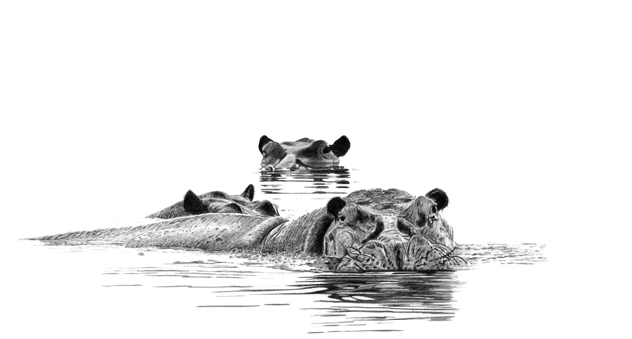 Hippos Scan small copy.jpeg