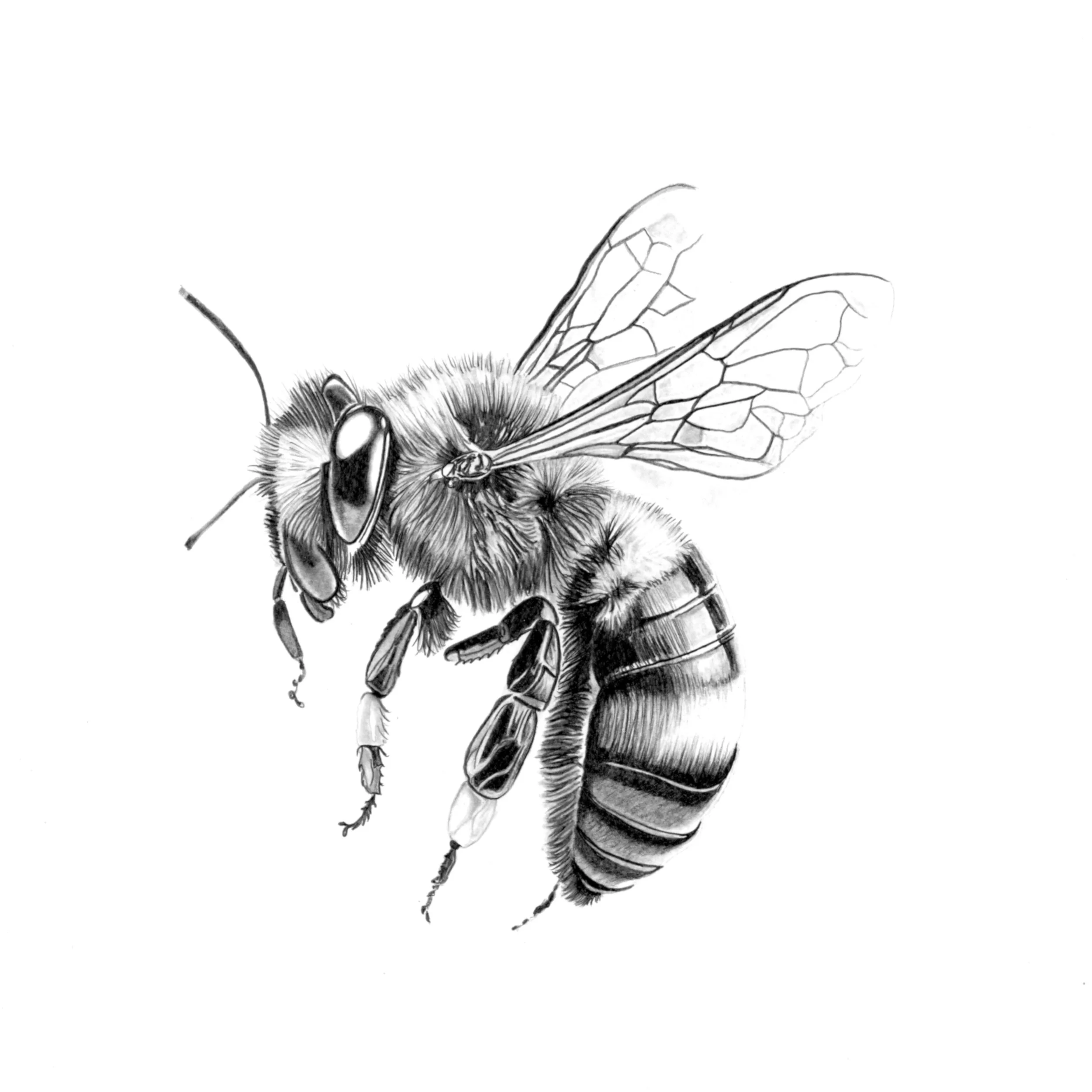 Bee in Pencil.jpg
