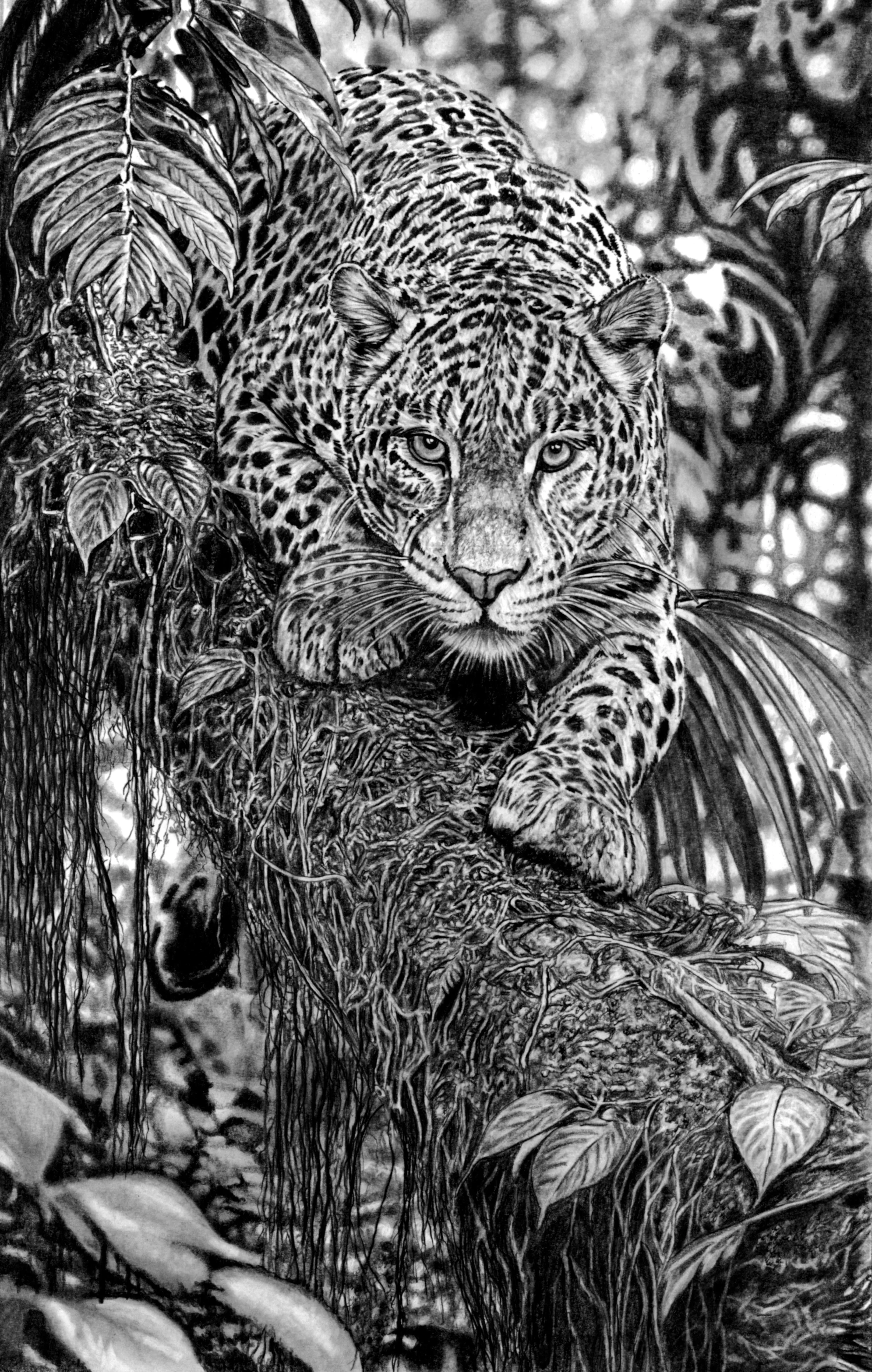 Jungle Leopard Scan 31cm x 50cm.jpg