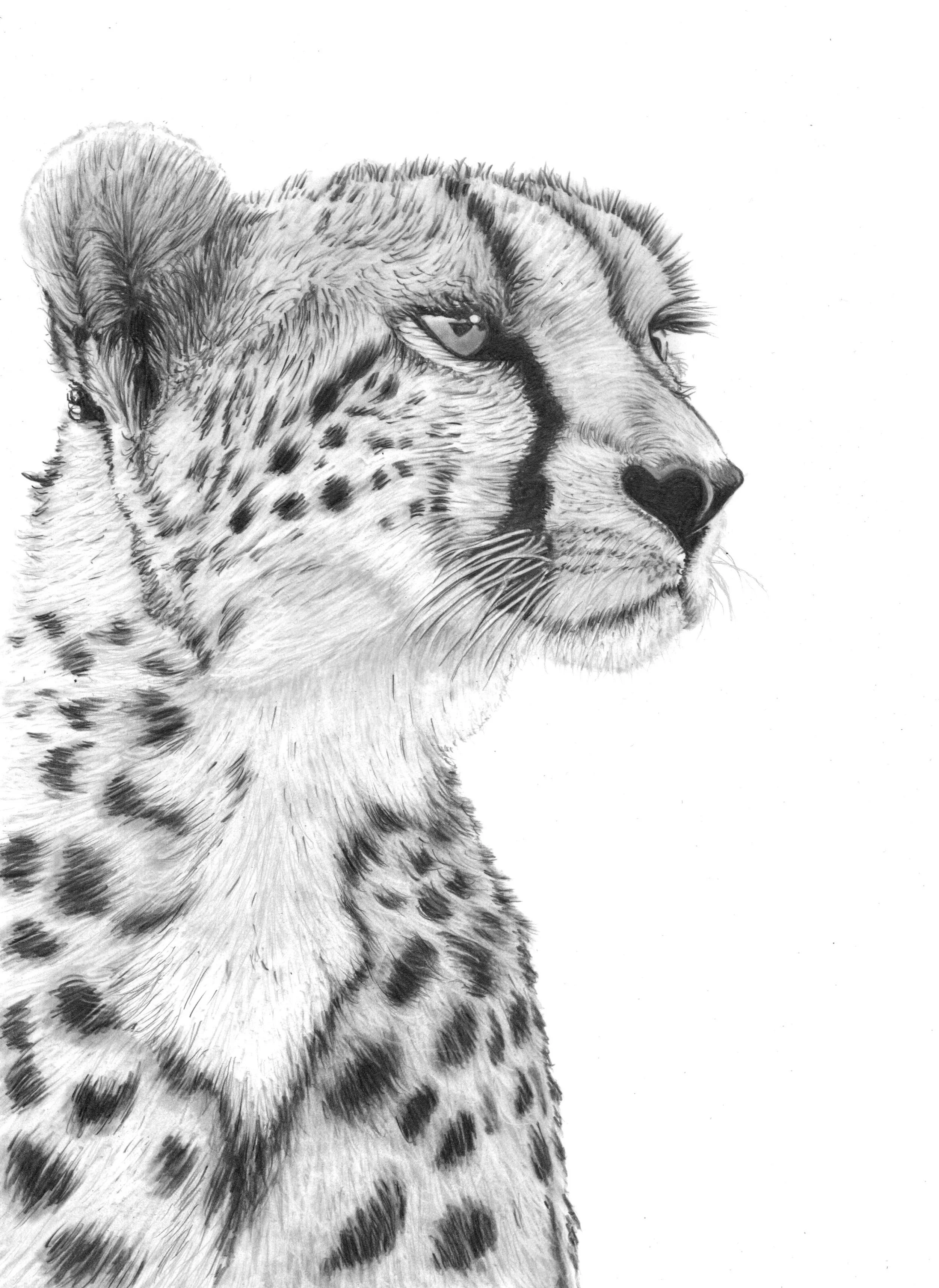 Cheetah Scan 2025 - 25cm x 35cm.jpeg