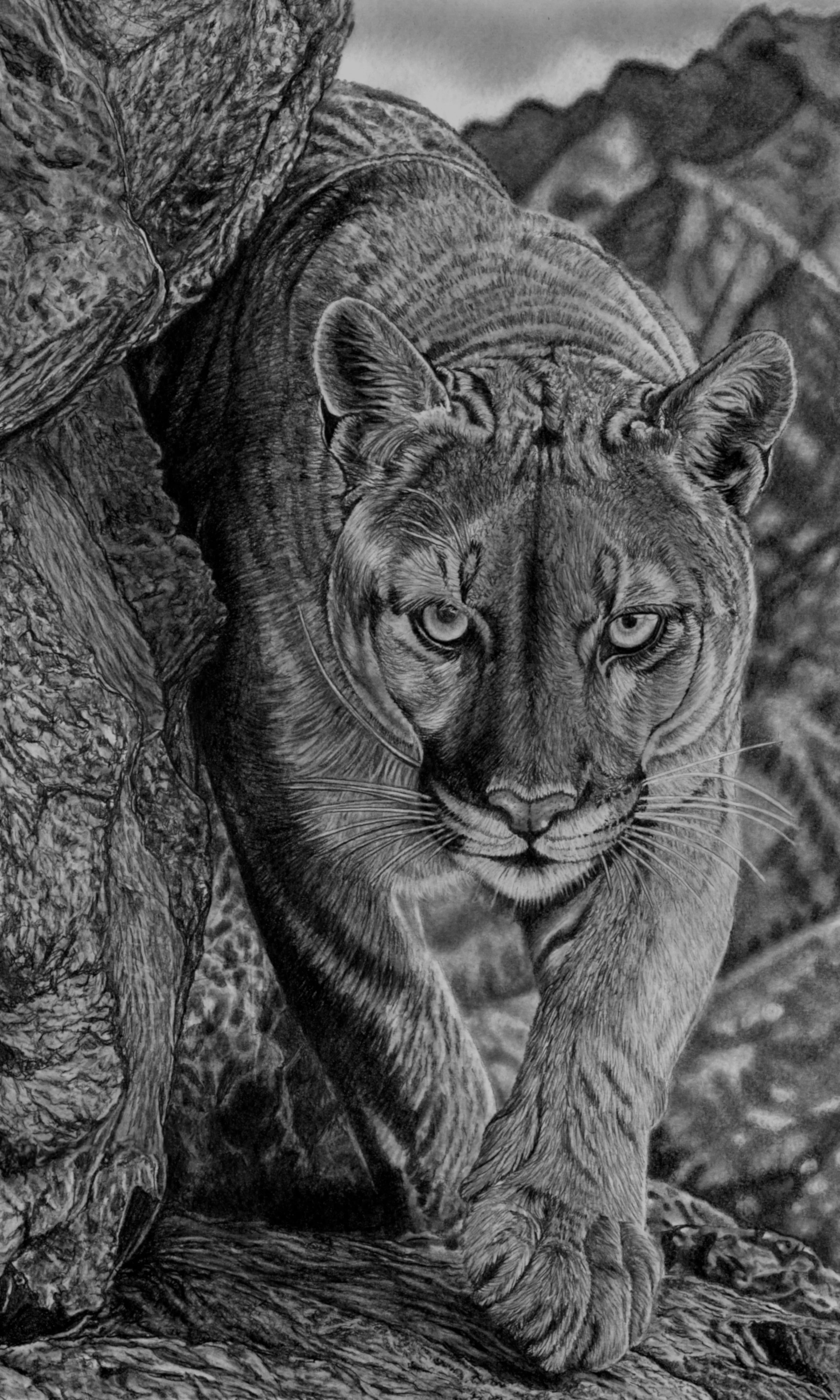 Cougar 30cm x 50cm Scan.JPG