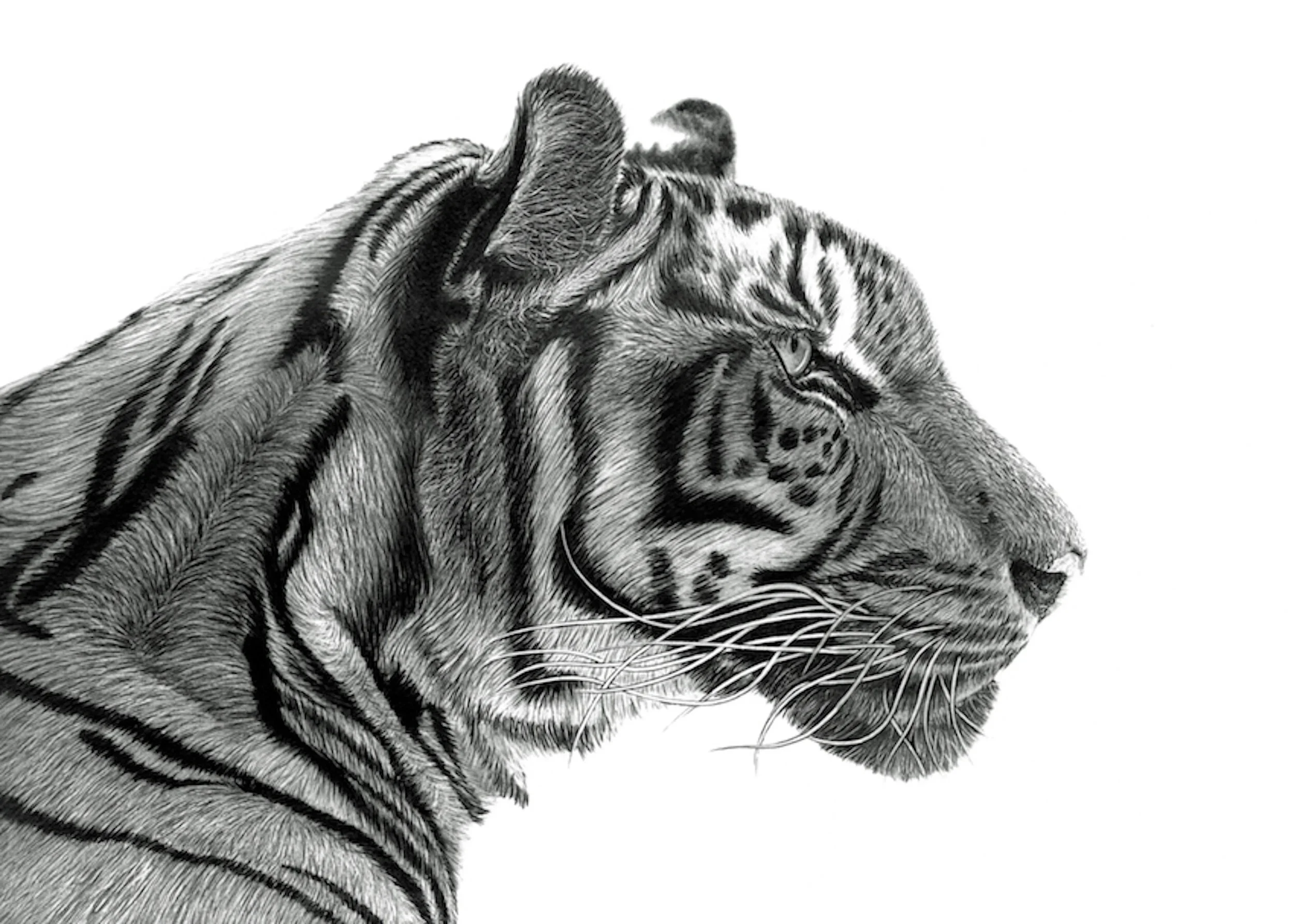 Big+Tiger+small+copy.jpg