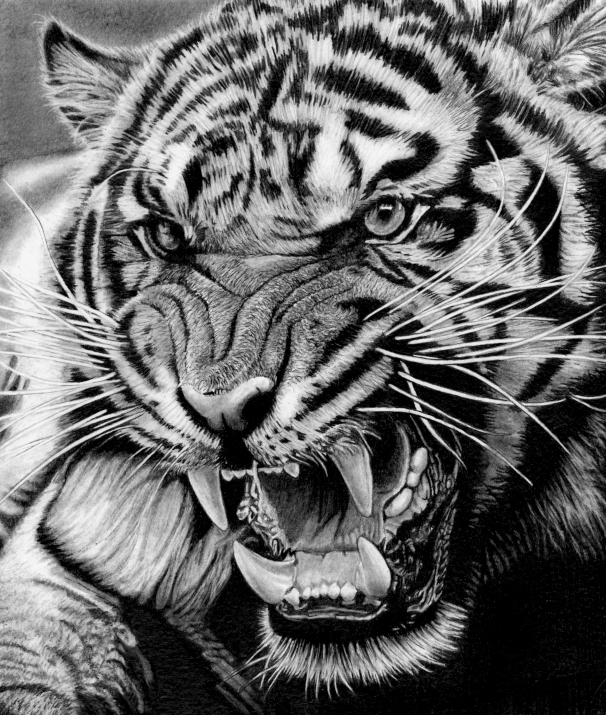 Tiger Roar Scan.jpg