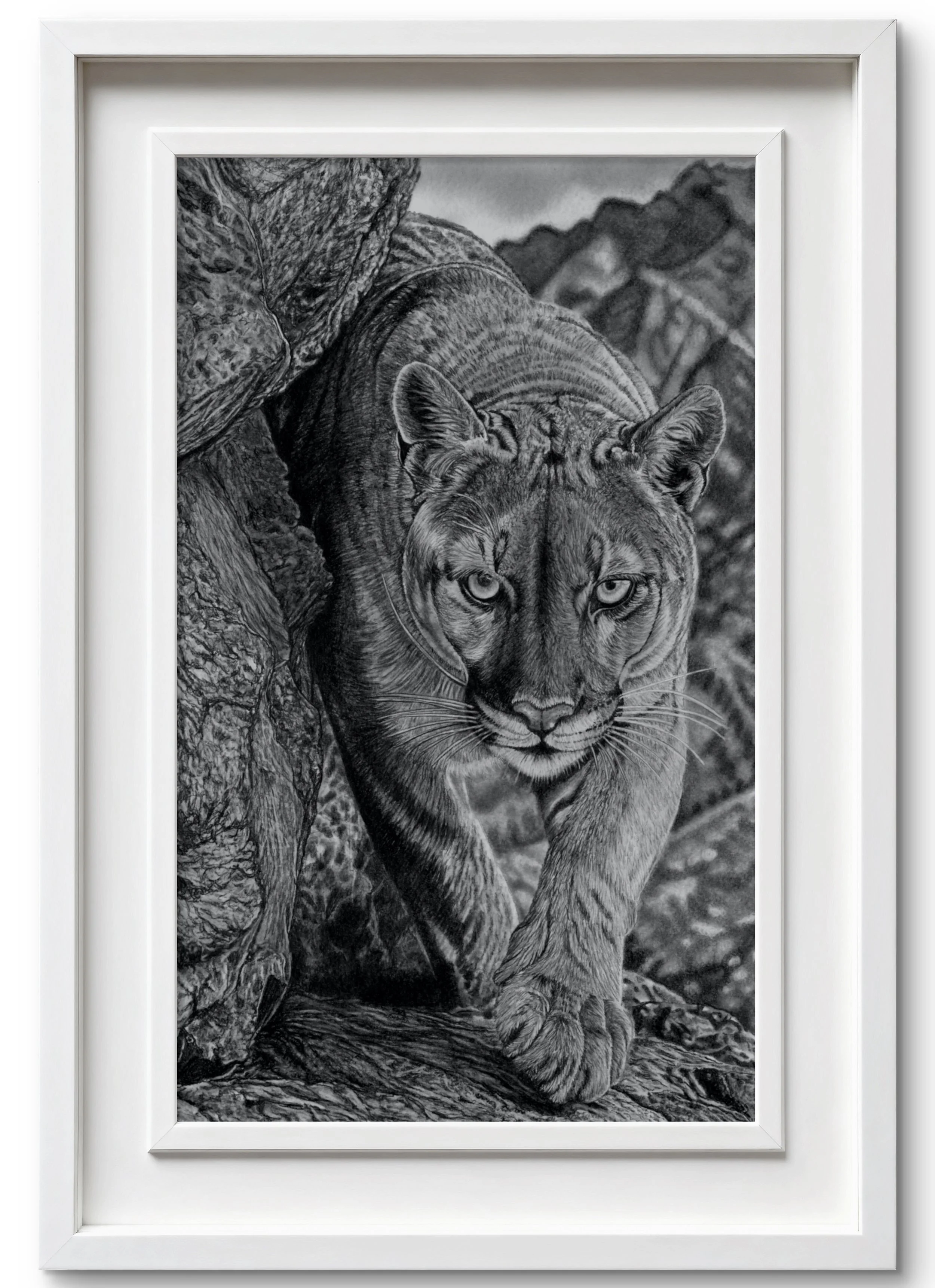 Cougar Framed.jpg