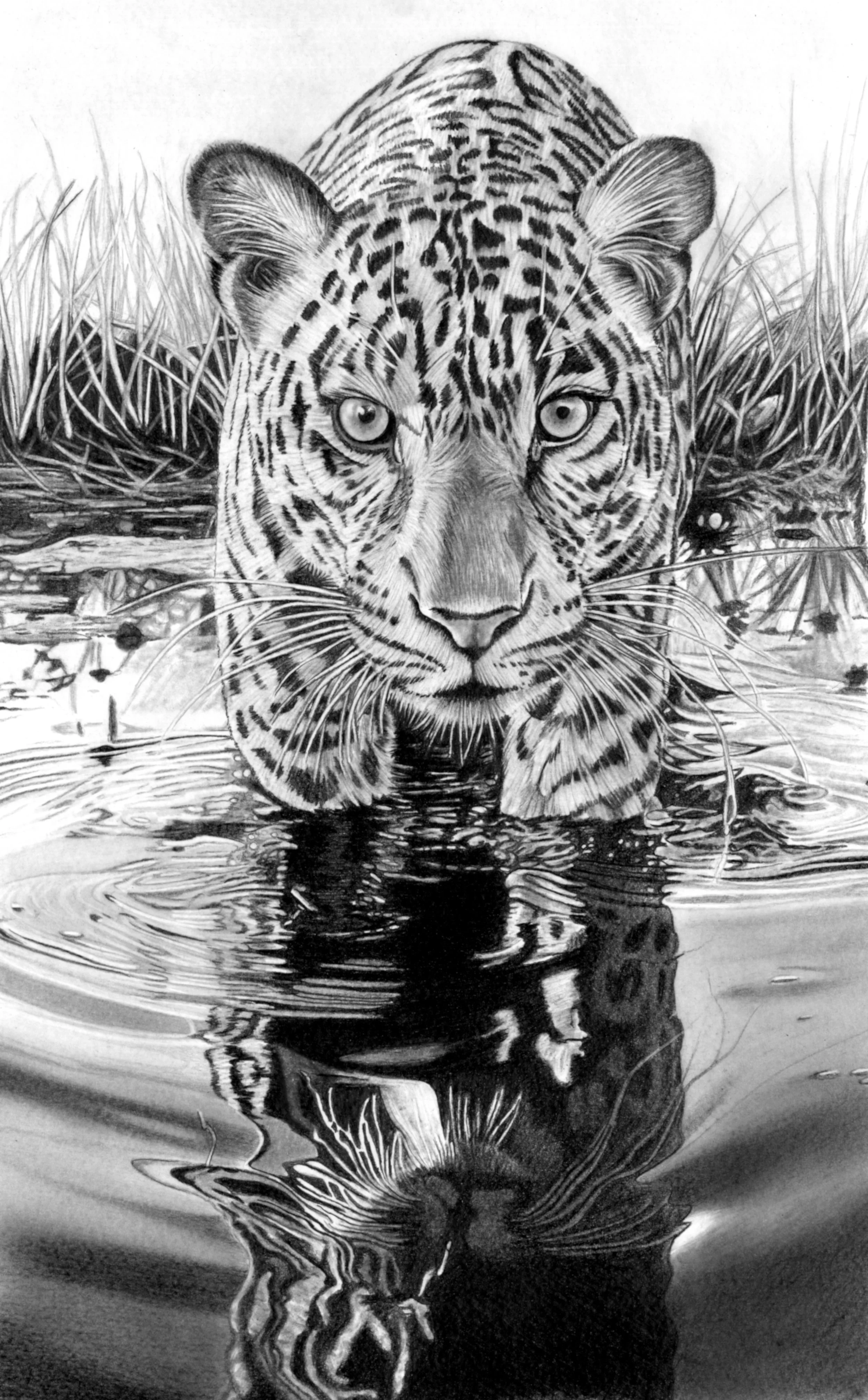 Leopard Drinnking 30cm x 49cm Scan.jpg