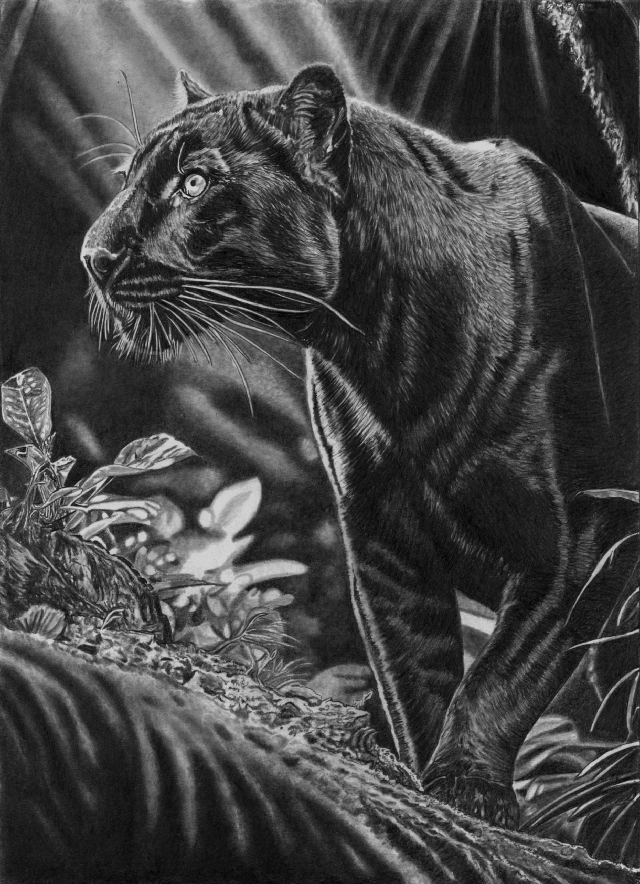 Jaguar Scan 36cm x 50cm.jpg