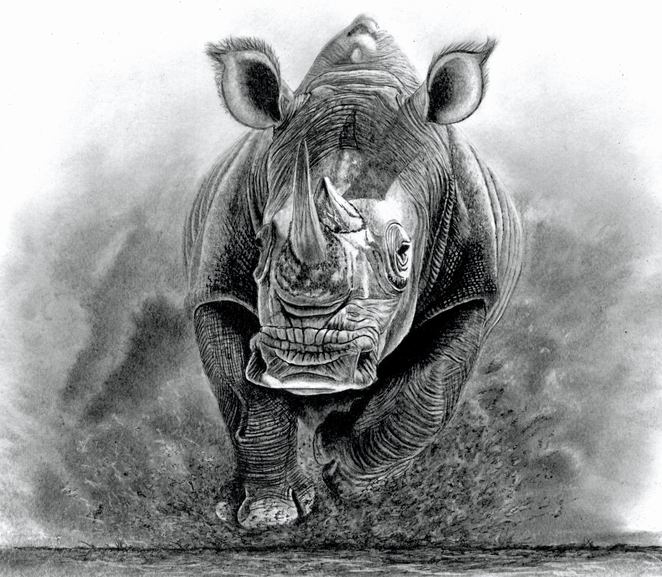 Charging Rhino 37cm x 32cm Scan copy.jpg